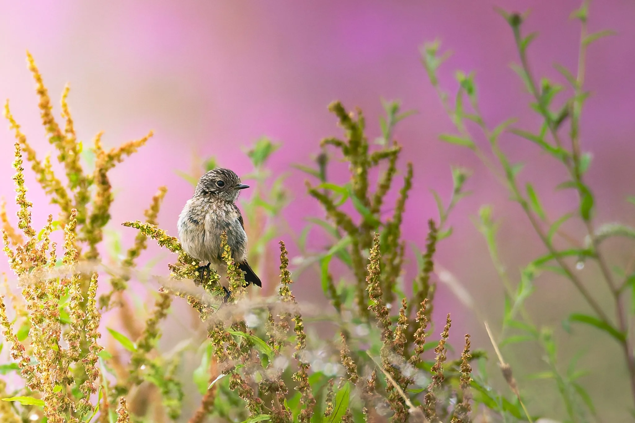 28AUG (18 of 78).jpg