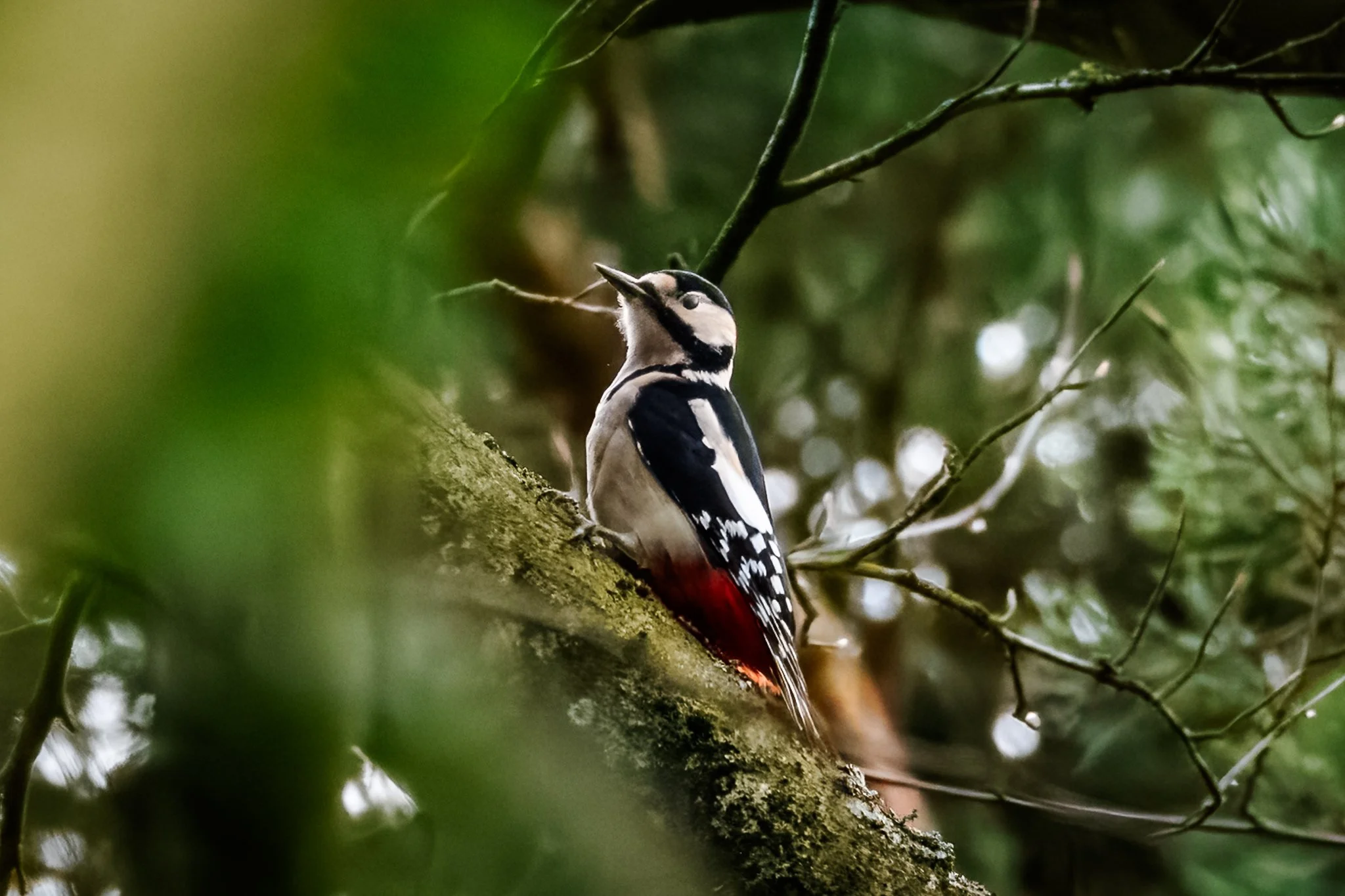 17MAR (14 of 35).jpg