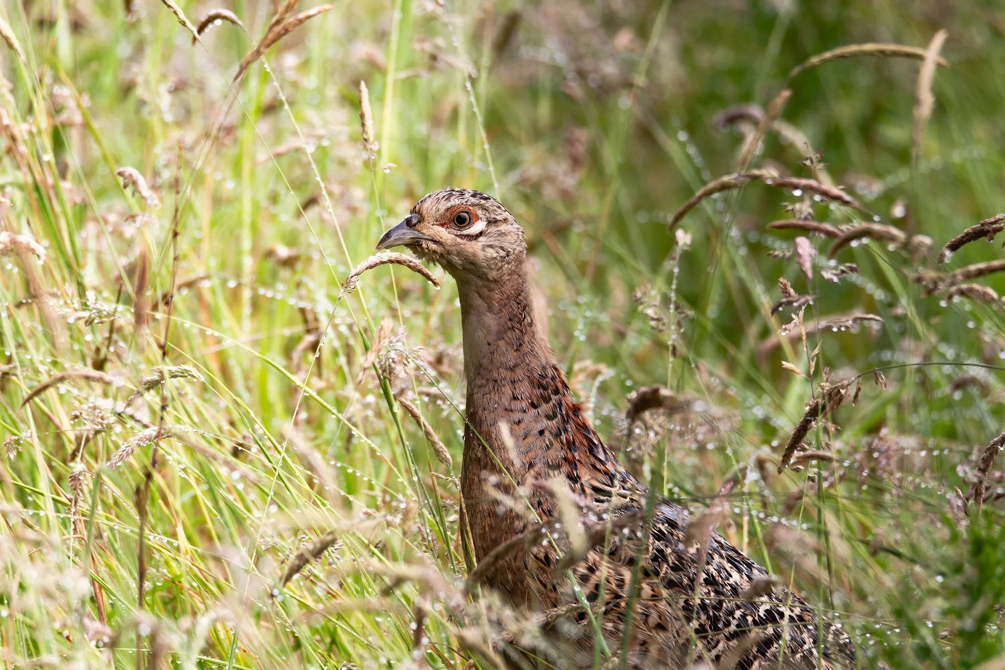 28AUG (20 of 78).jpg