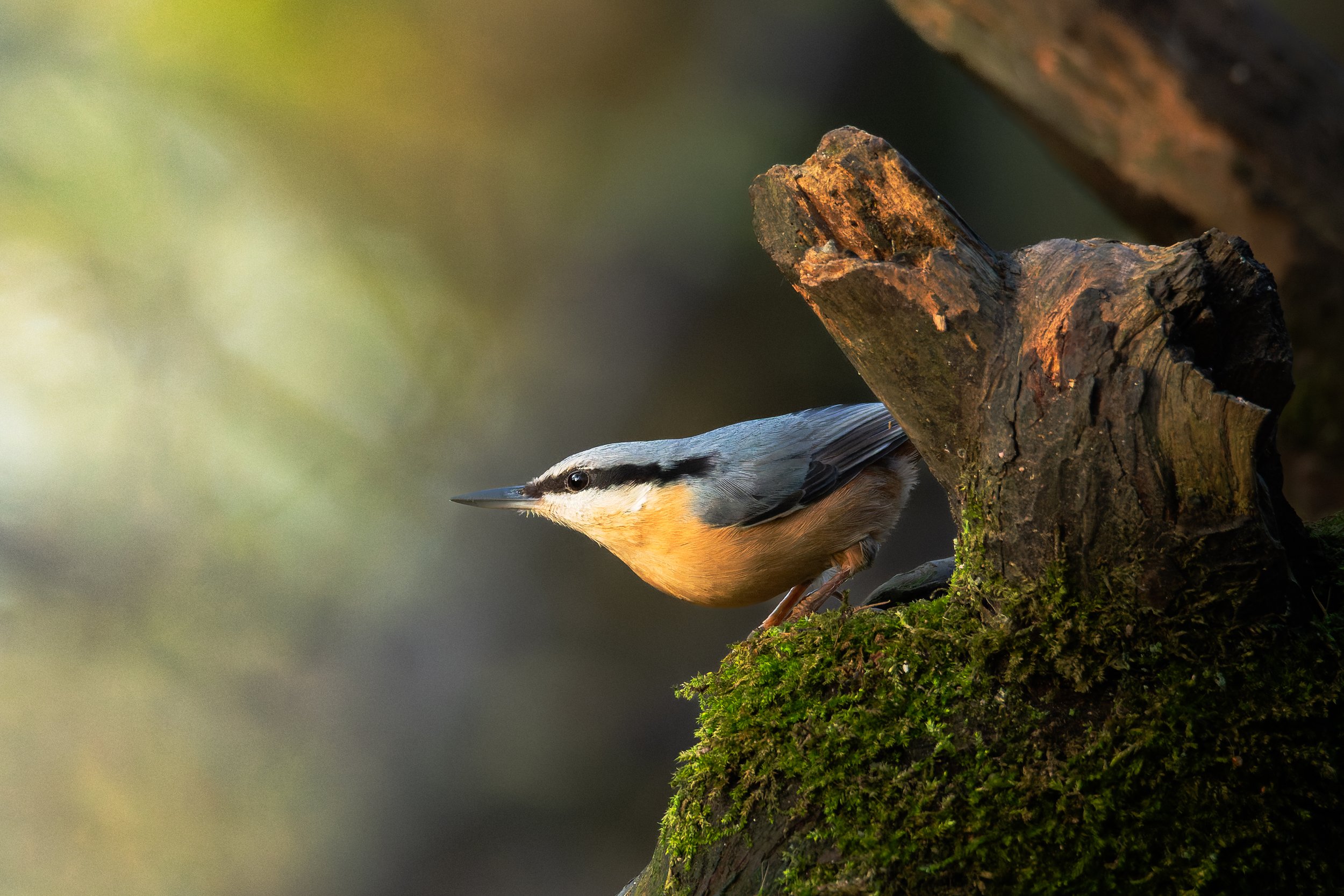 Woodland Birds