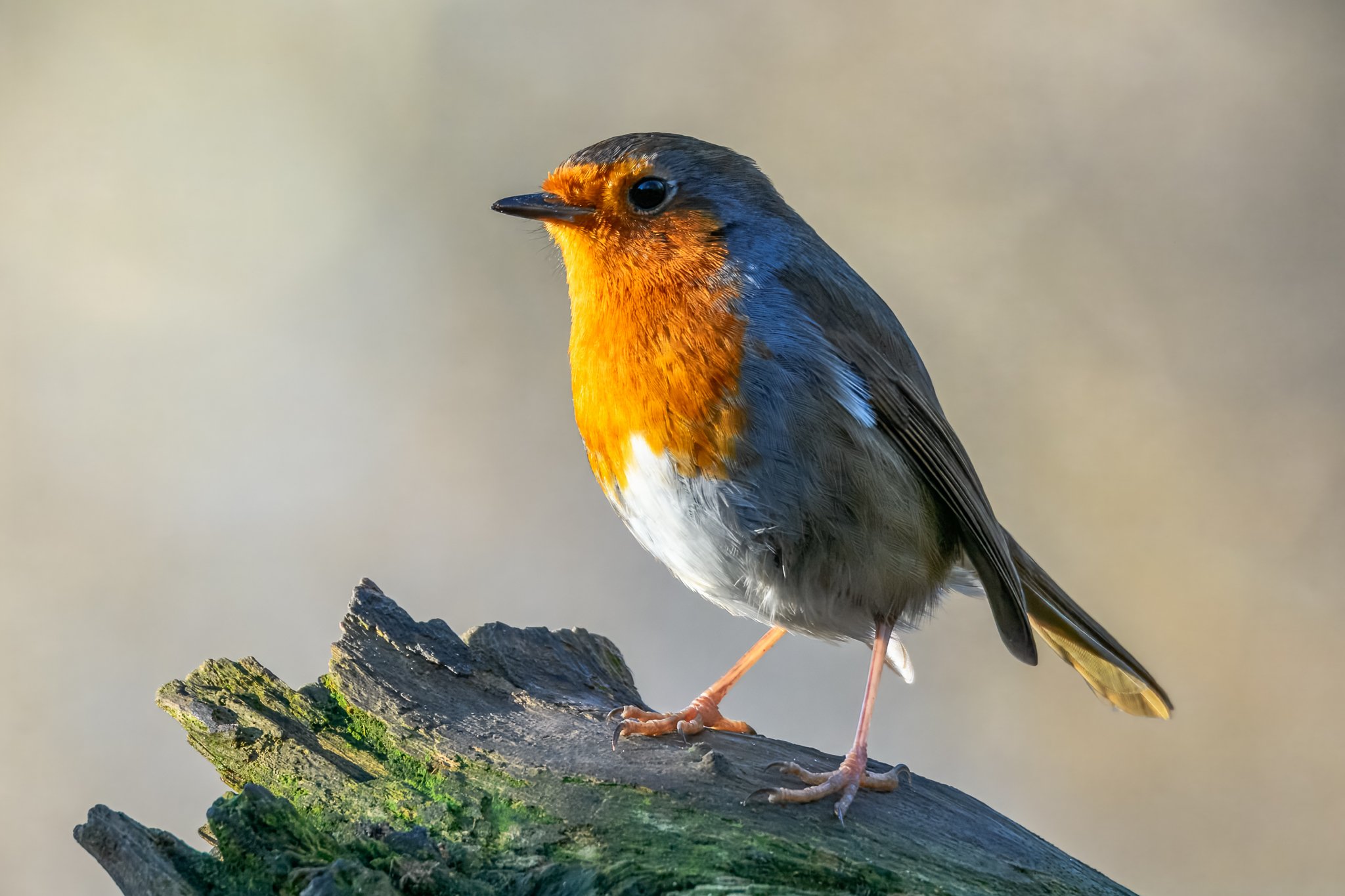 30Jan (12 of 38).jpg