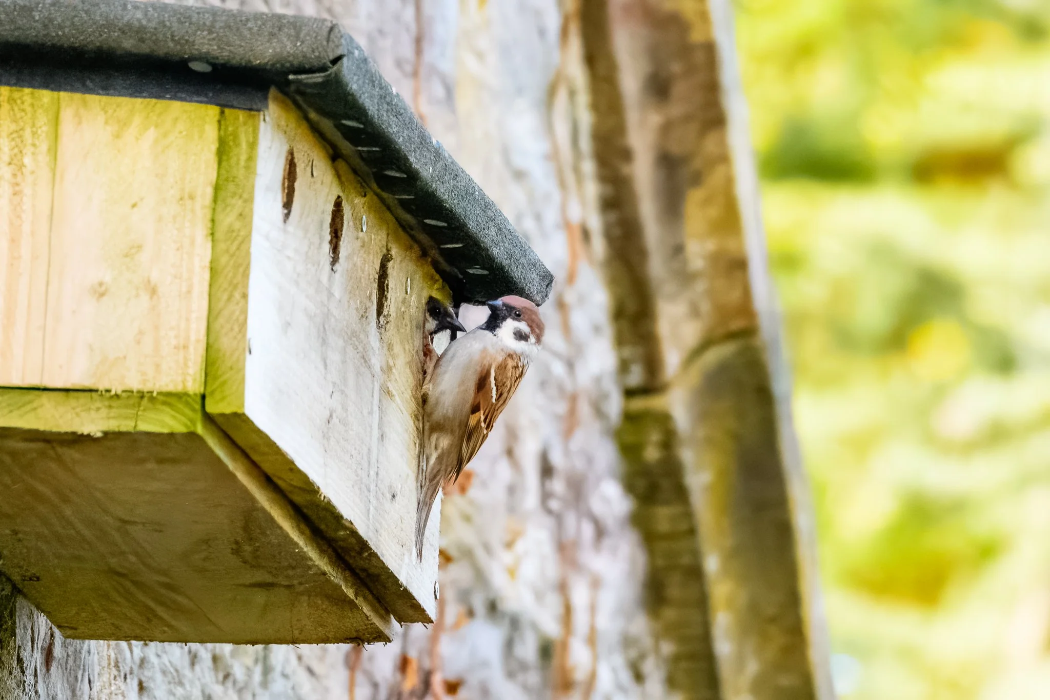 18.05.25 (16 of 27).jpg