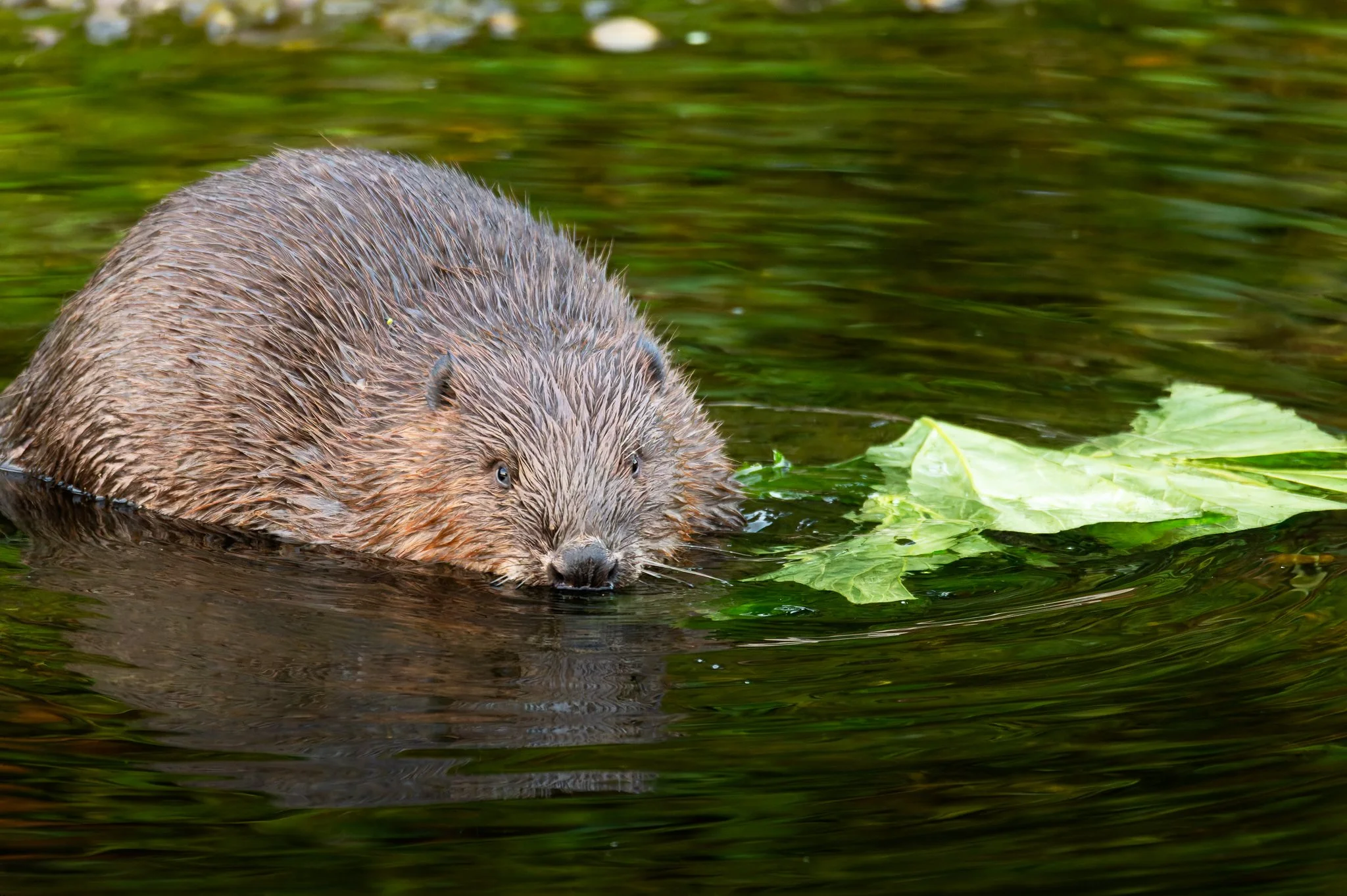 28AUG (35 of 78).jpg