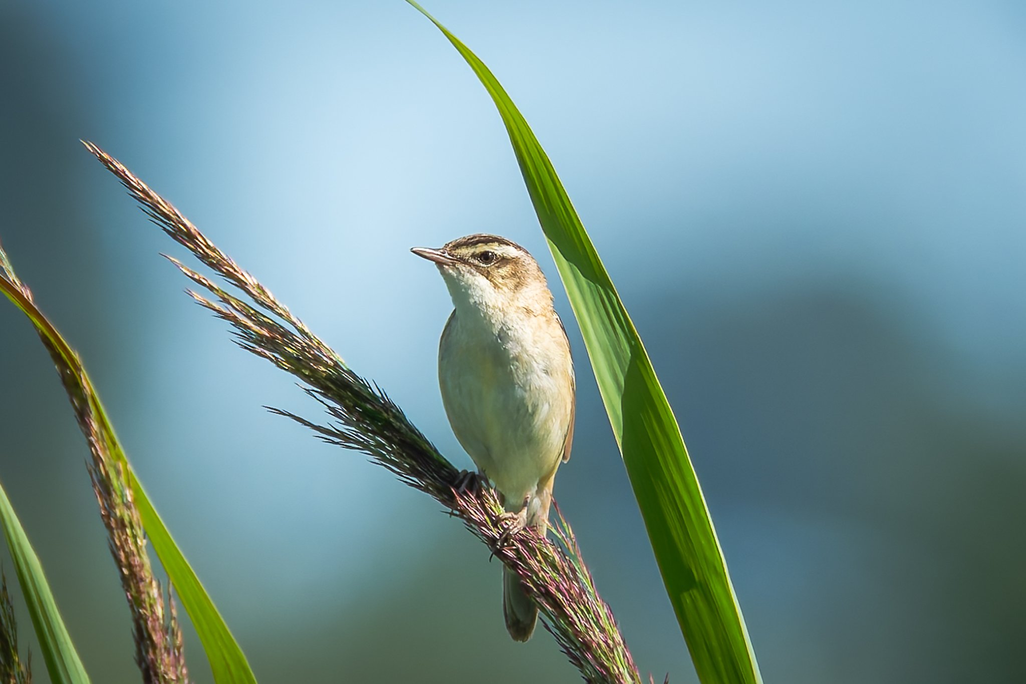 28AUG (26 of 78).jpg