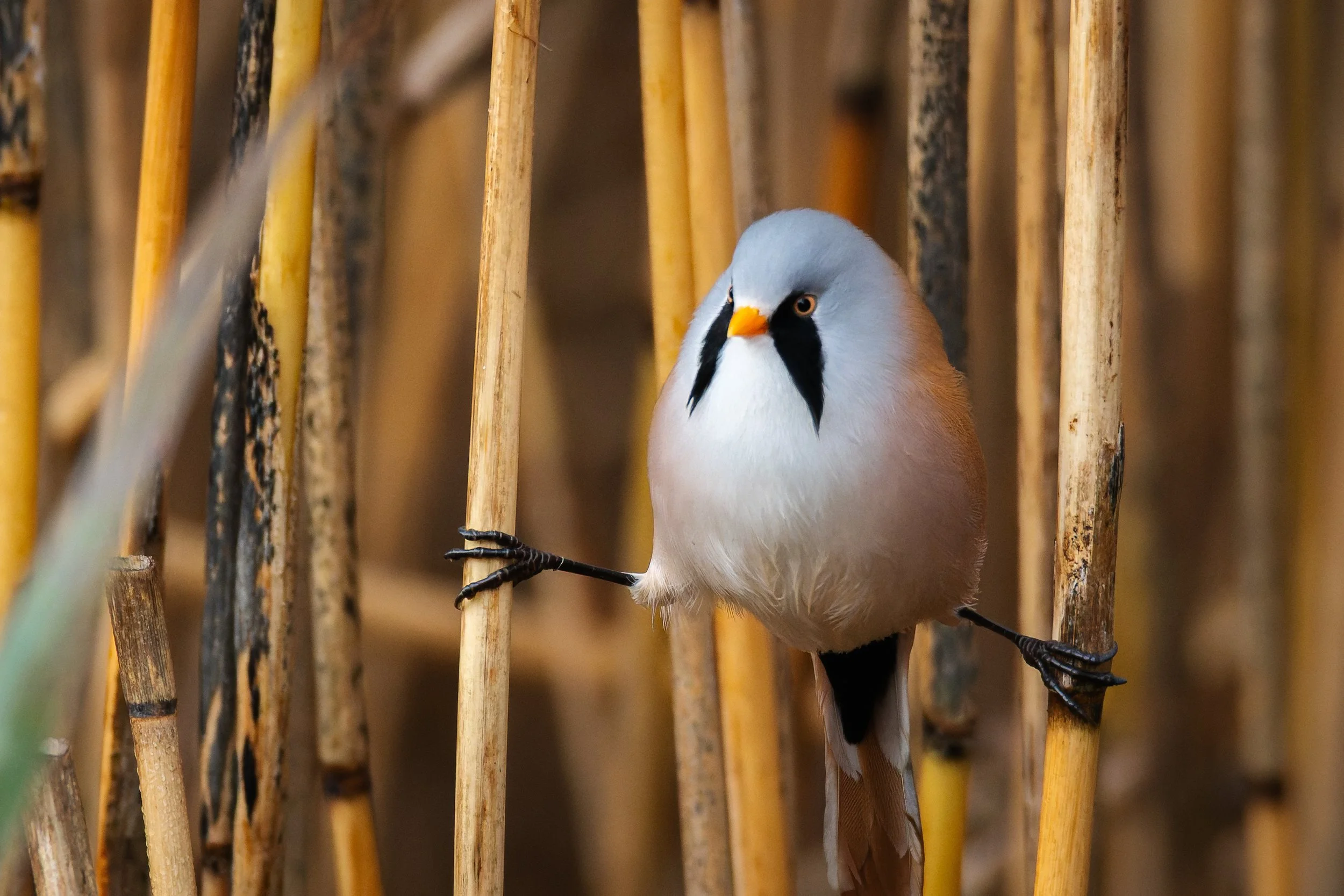 Bearded Tits
