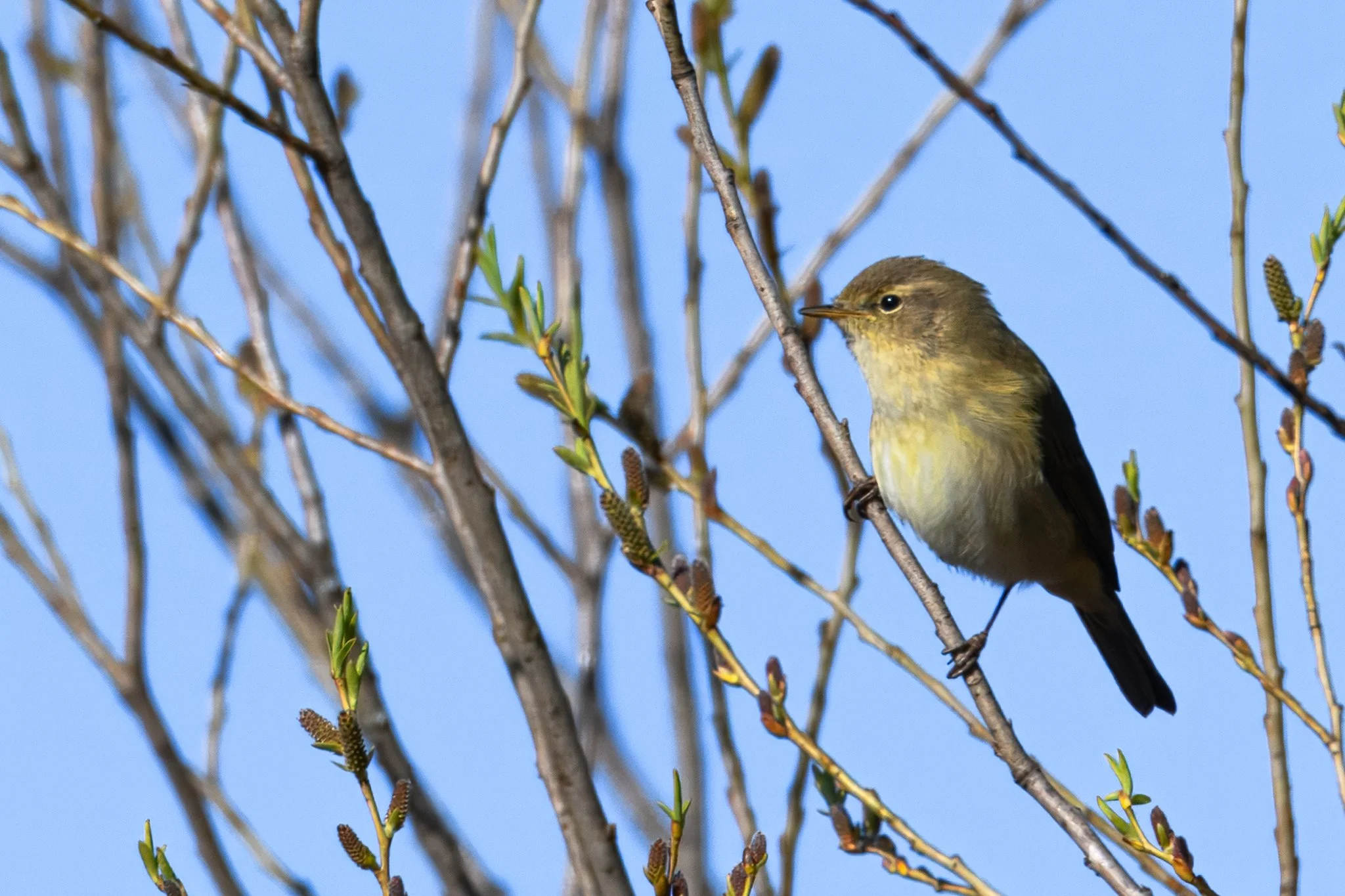 17MAR (33 of 35).jpg