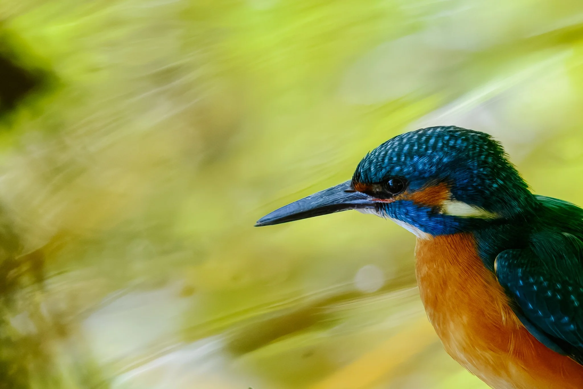 kingfisher (11 of 3).jpg