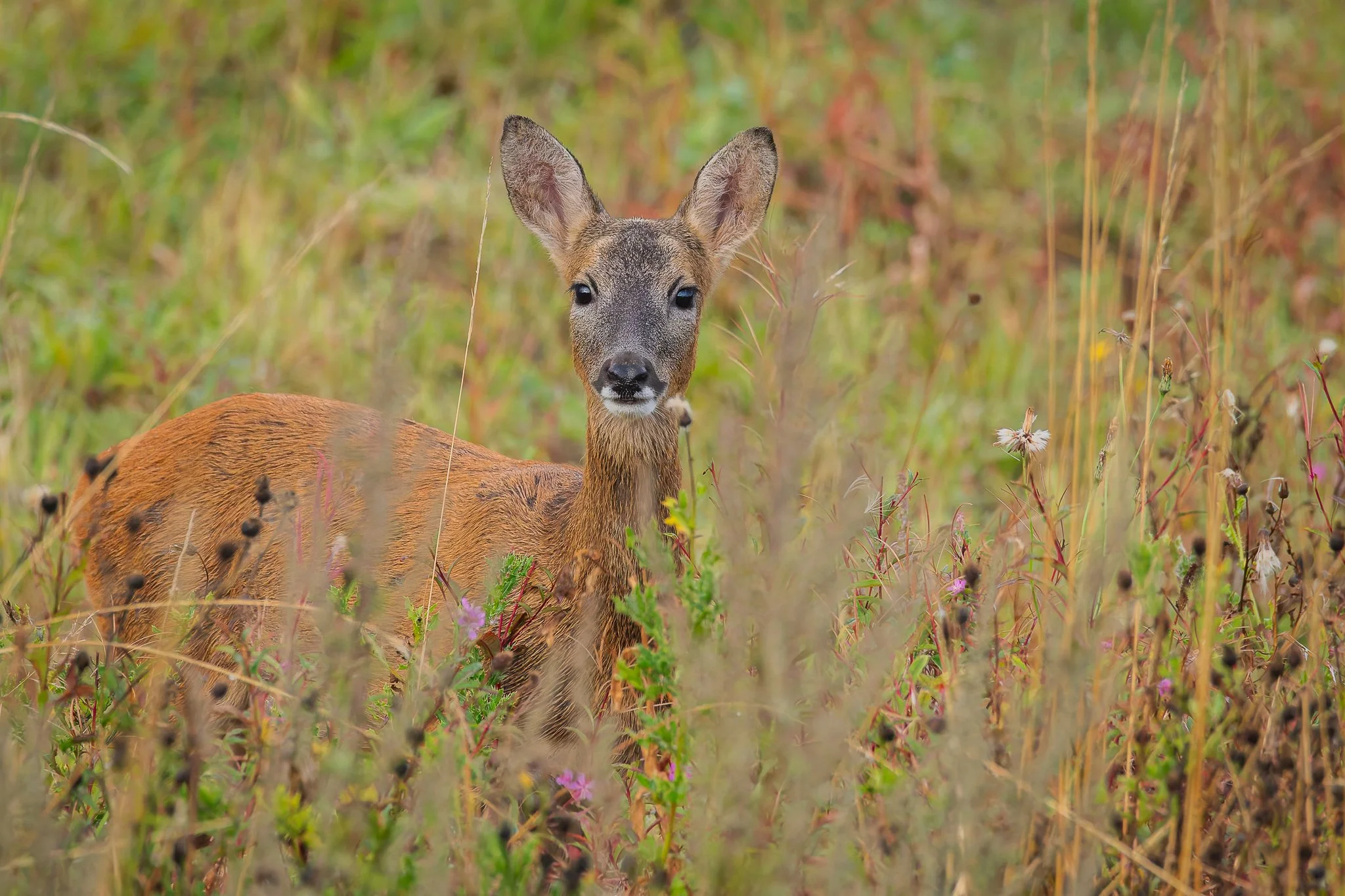 04SEP25 (1 of 11).jpg