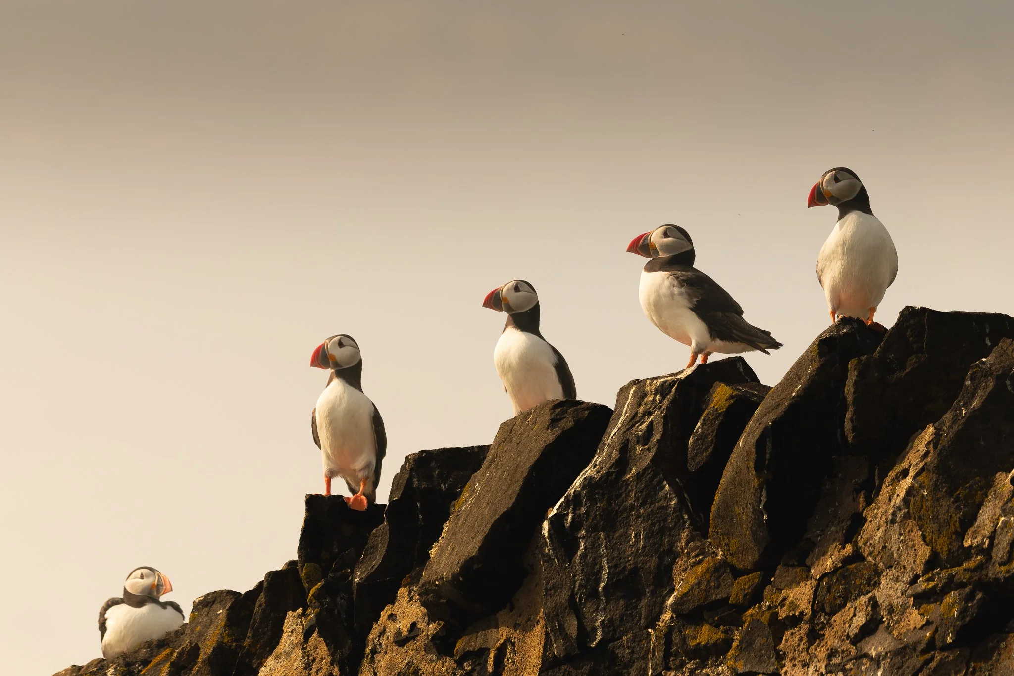 Four puffins perched on a rocky cliff against a cloudy sky.