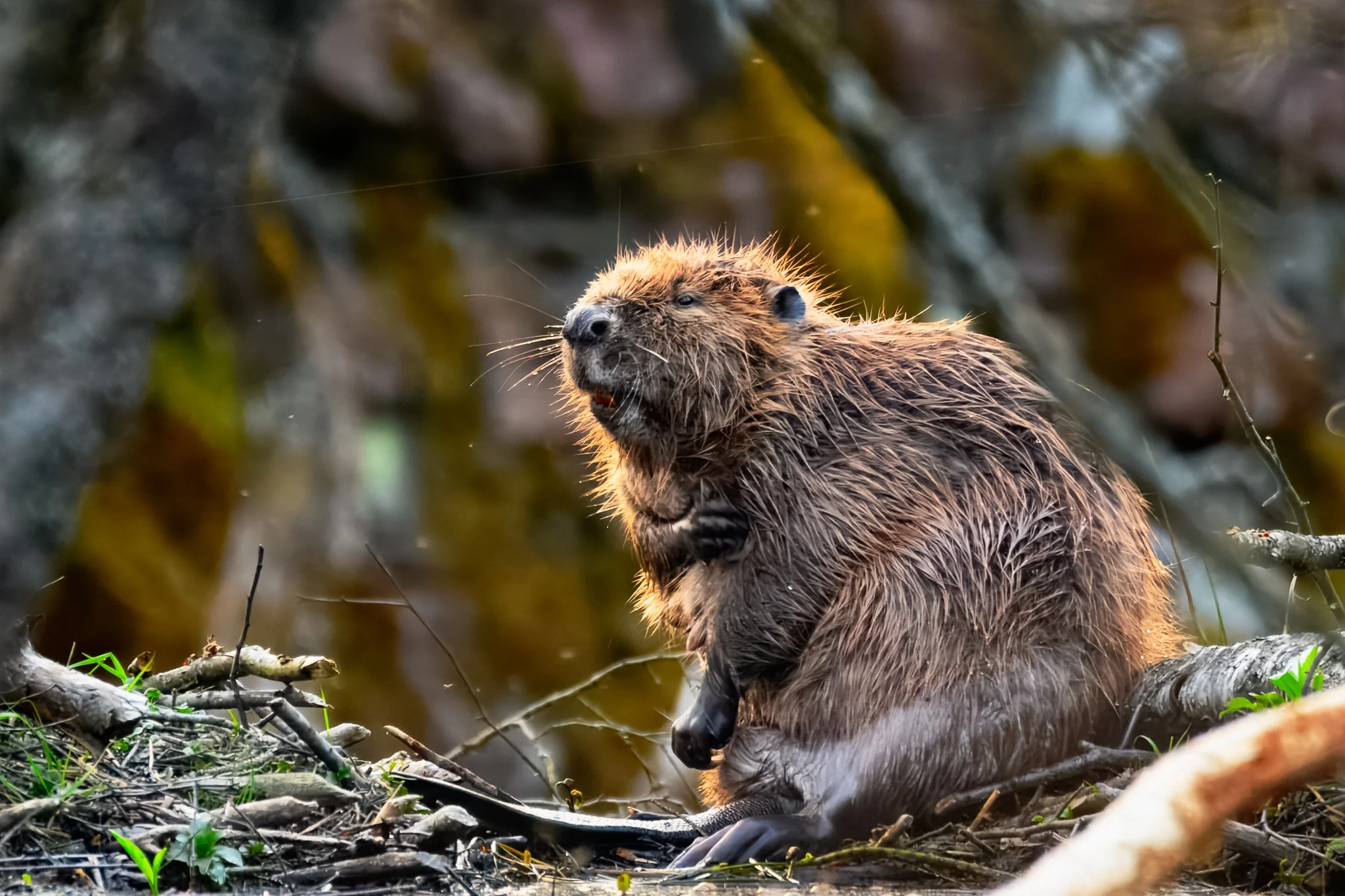 Beavers