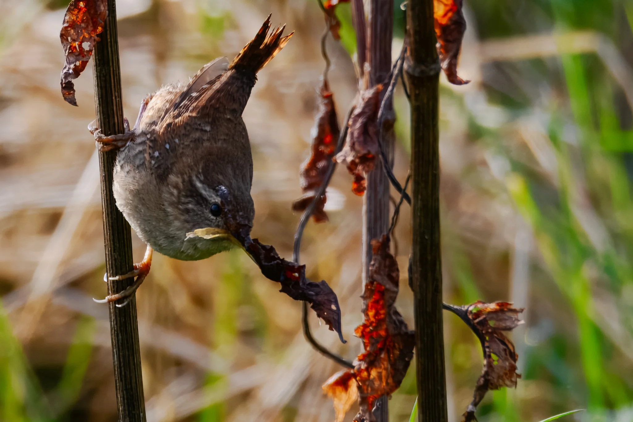 18.05.25 (13 of 27).jpg