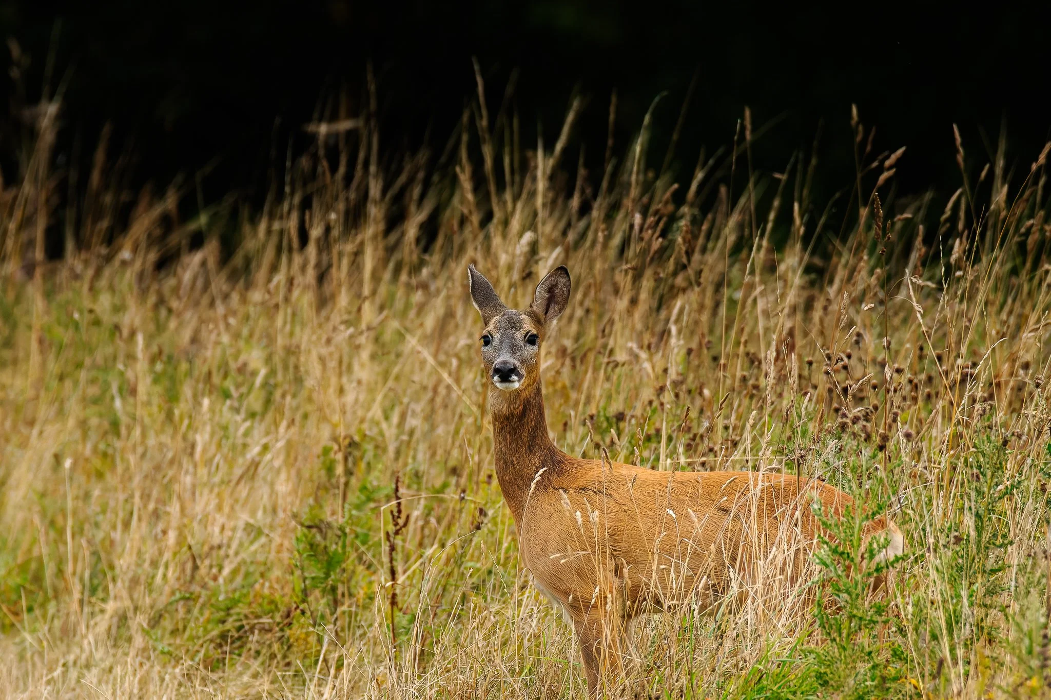 28AUG (41 of 78).jpg