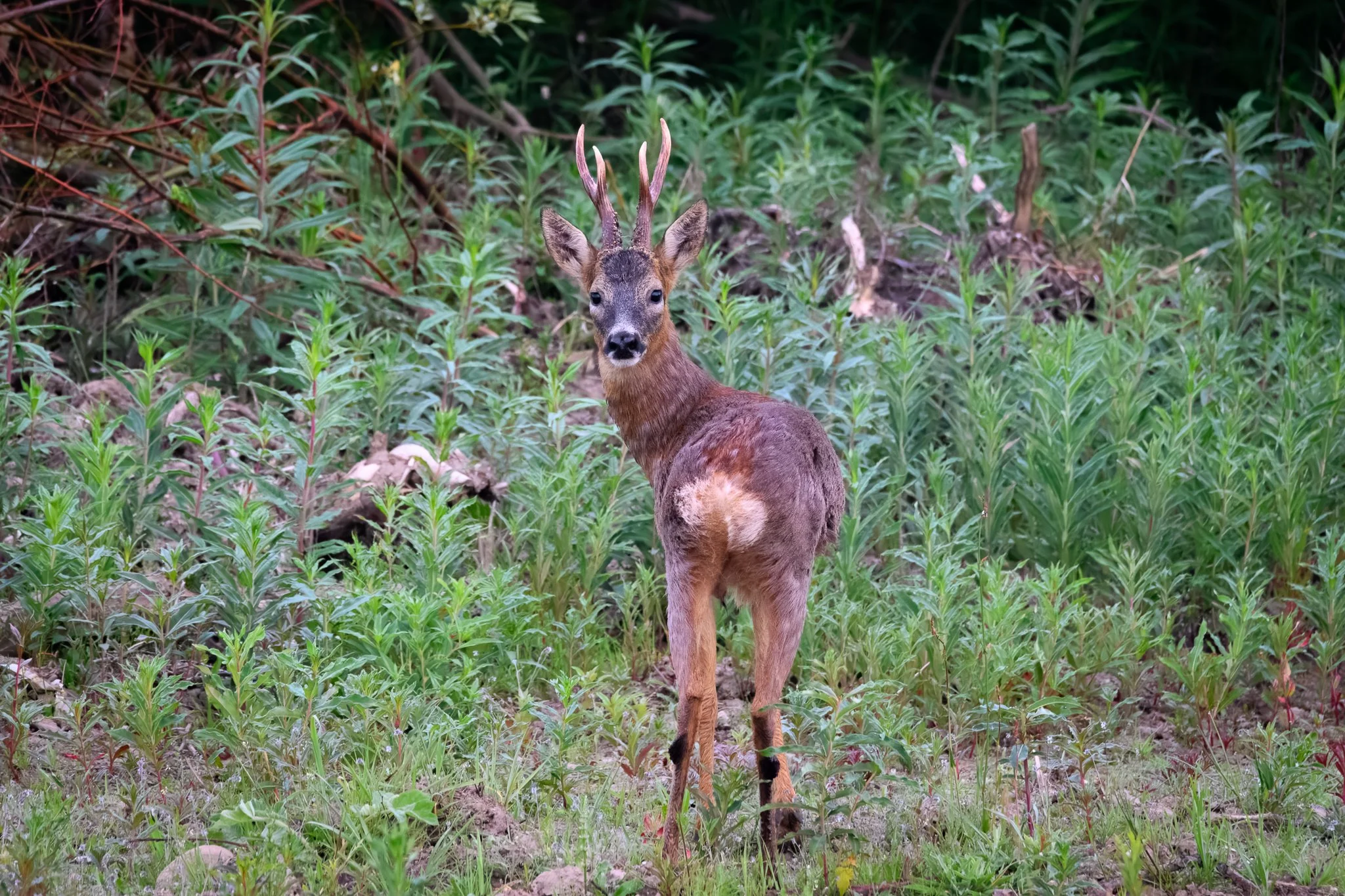 22.05.25 (2 of 34).jpg