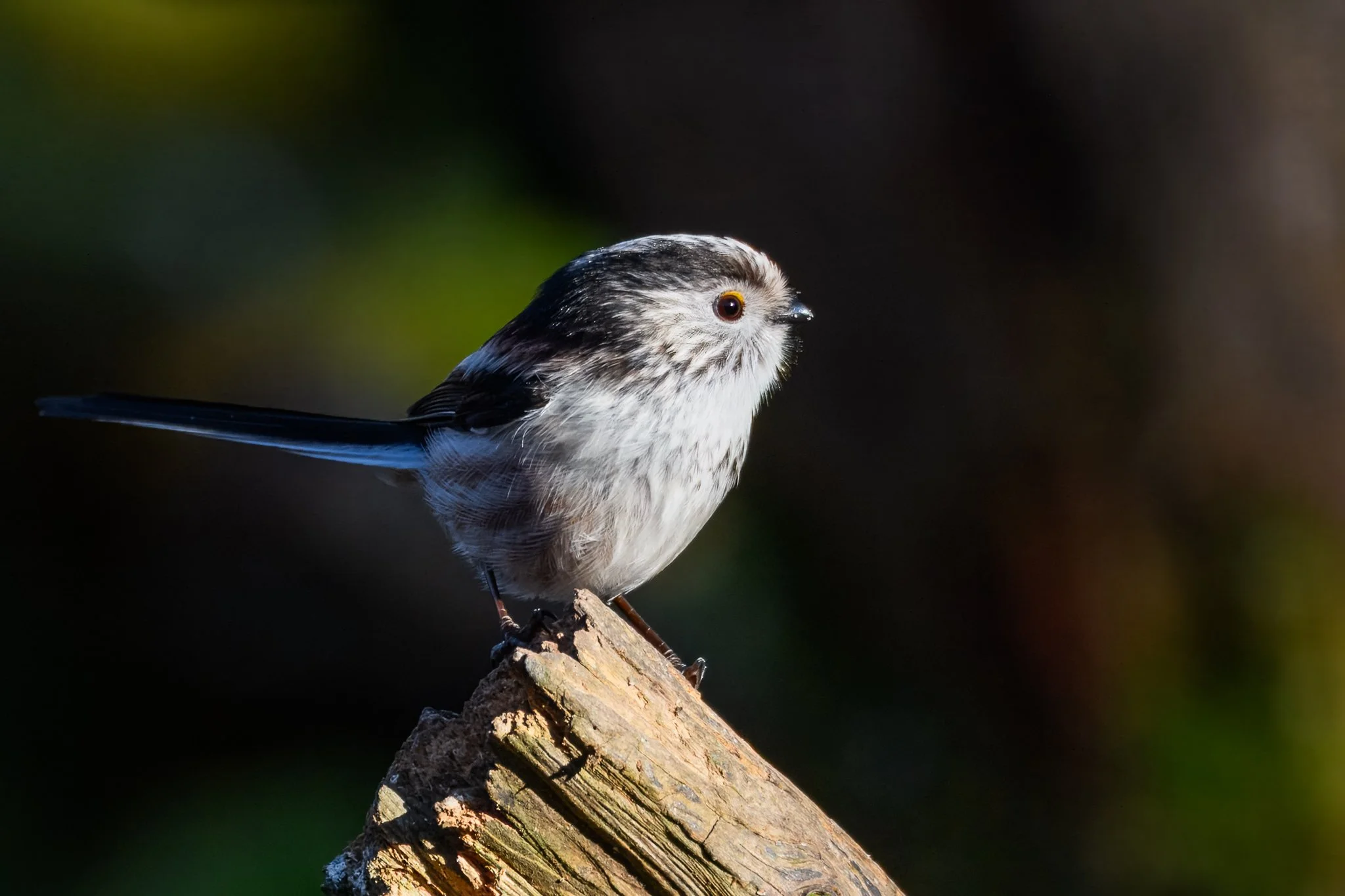 30Jan (24 of 38).jpg