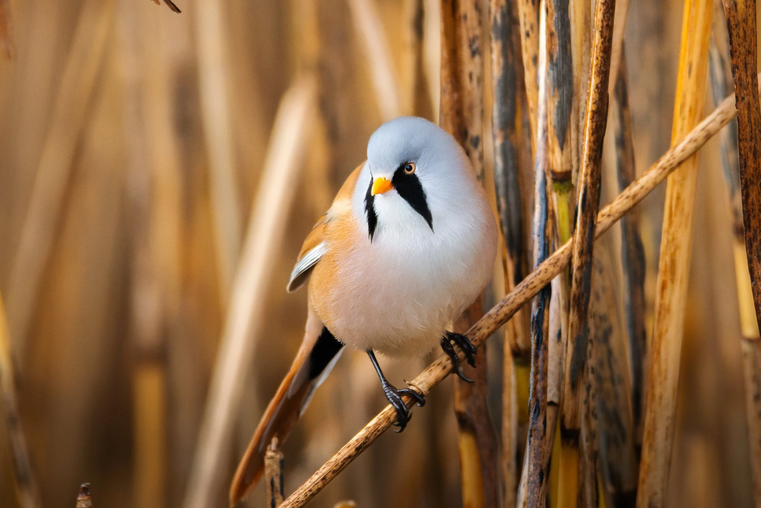 30OCT25 (8 of 13).jpg