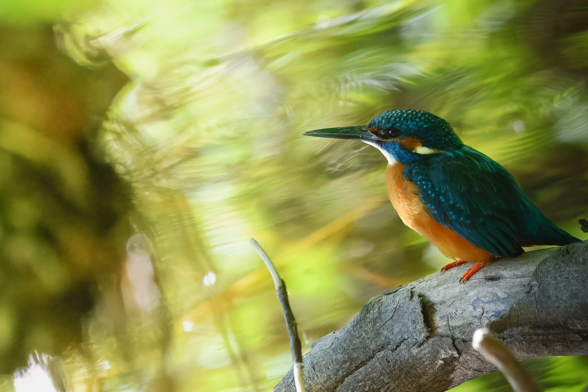 kingfisher (10 of 3).jpg