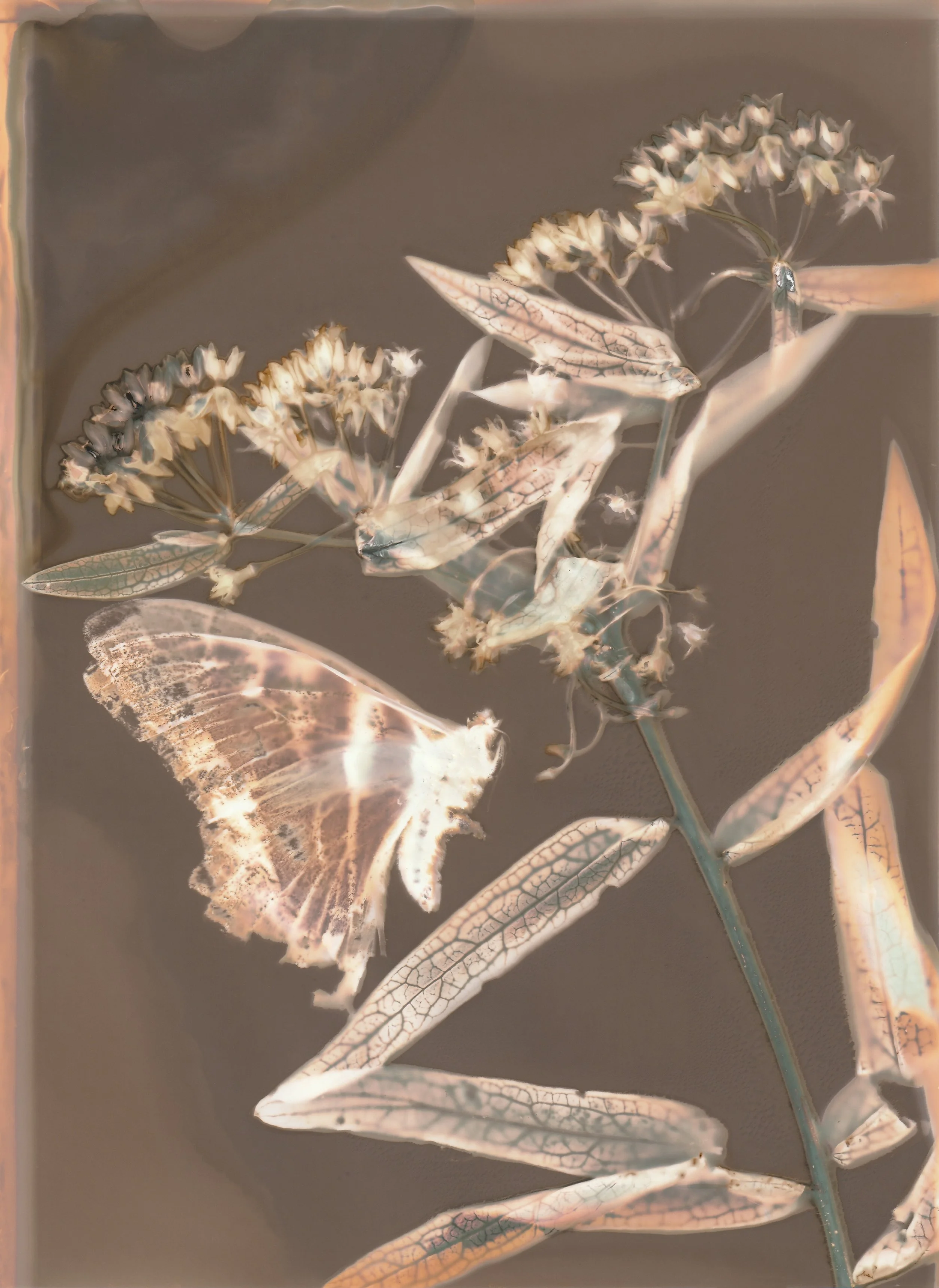 95f.jpg