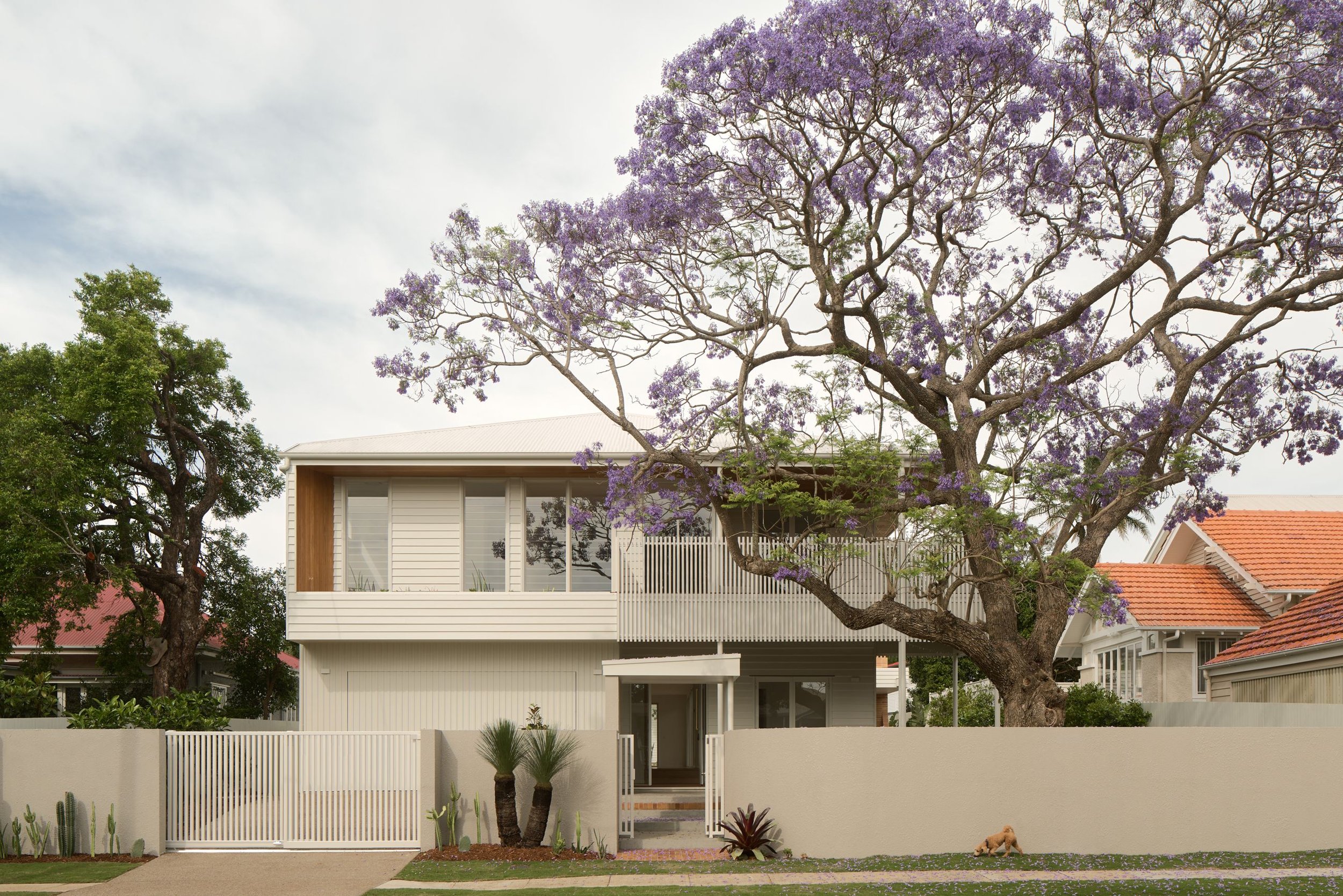 Modern two-story house with white exterior, large windows, and a purple flowering tree in the front yard.