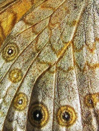 It is a truth universally known that when you&rsquo;re searching for the best colour combinations, nature almost always leads the way.

And honestly &mdash; just look at these butterfly wings.
The perfect balance of hero, complementary and contrastin