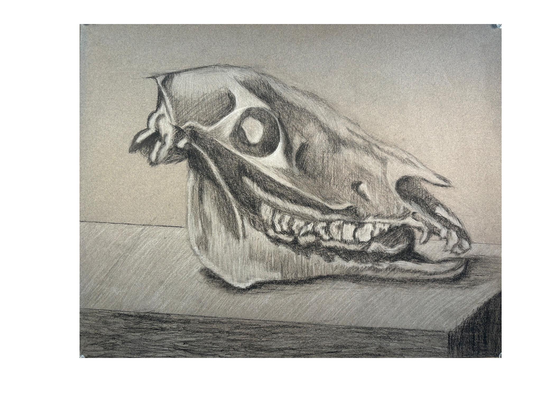 skull.png