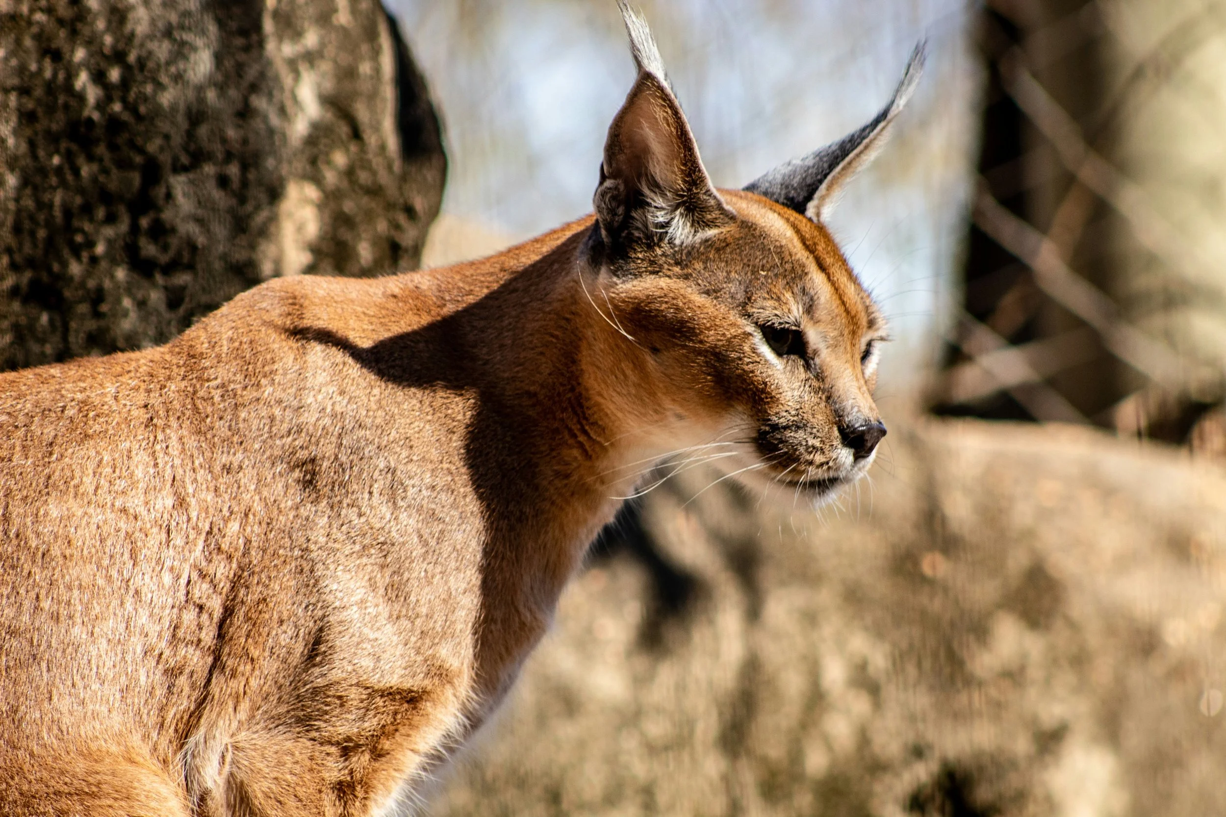 How city life changed a wild cat’s diet