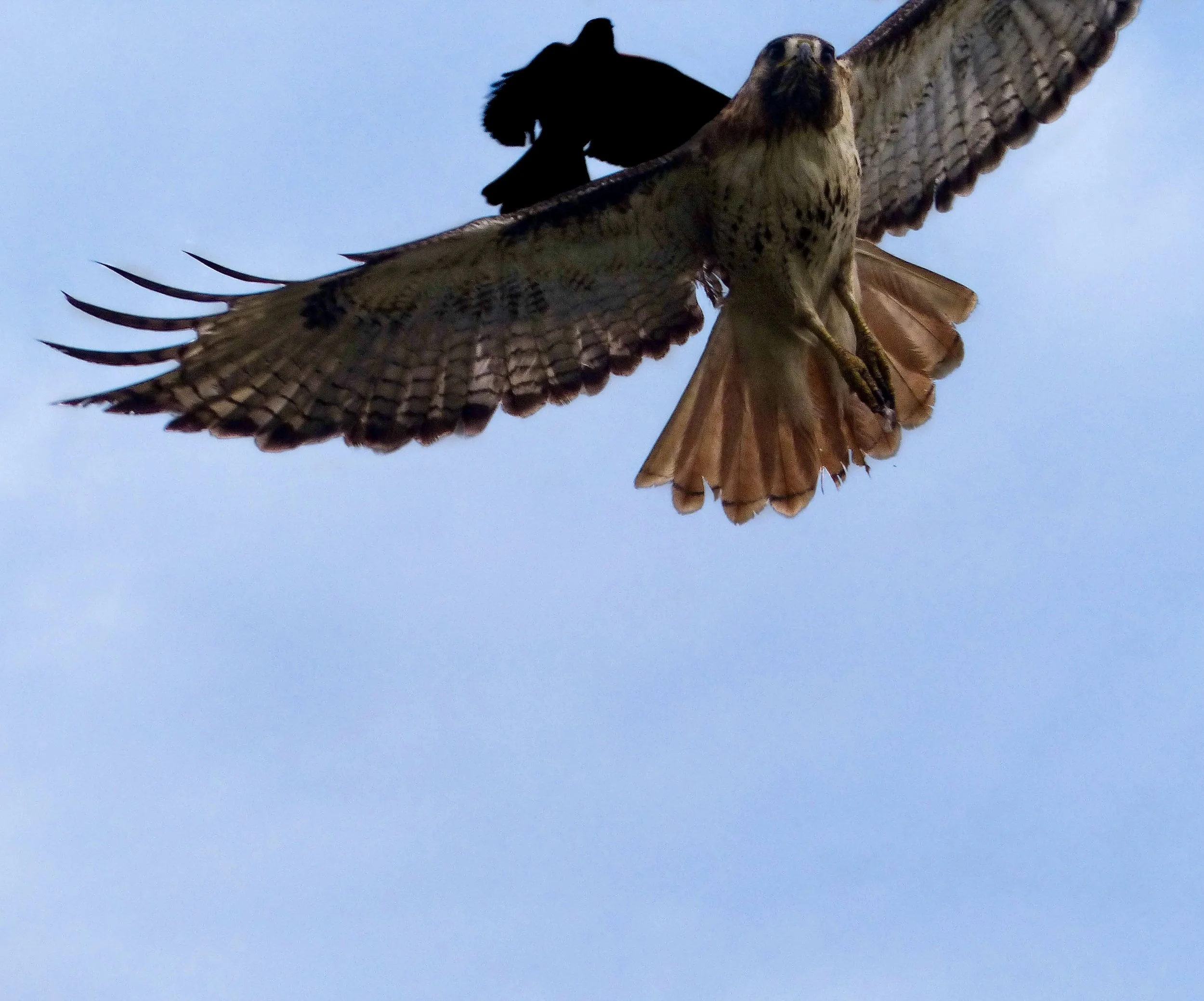 redtailattacked.jpg