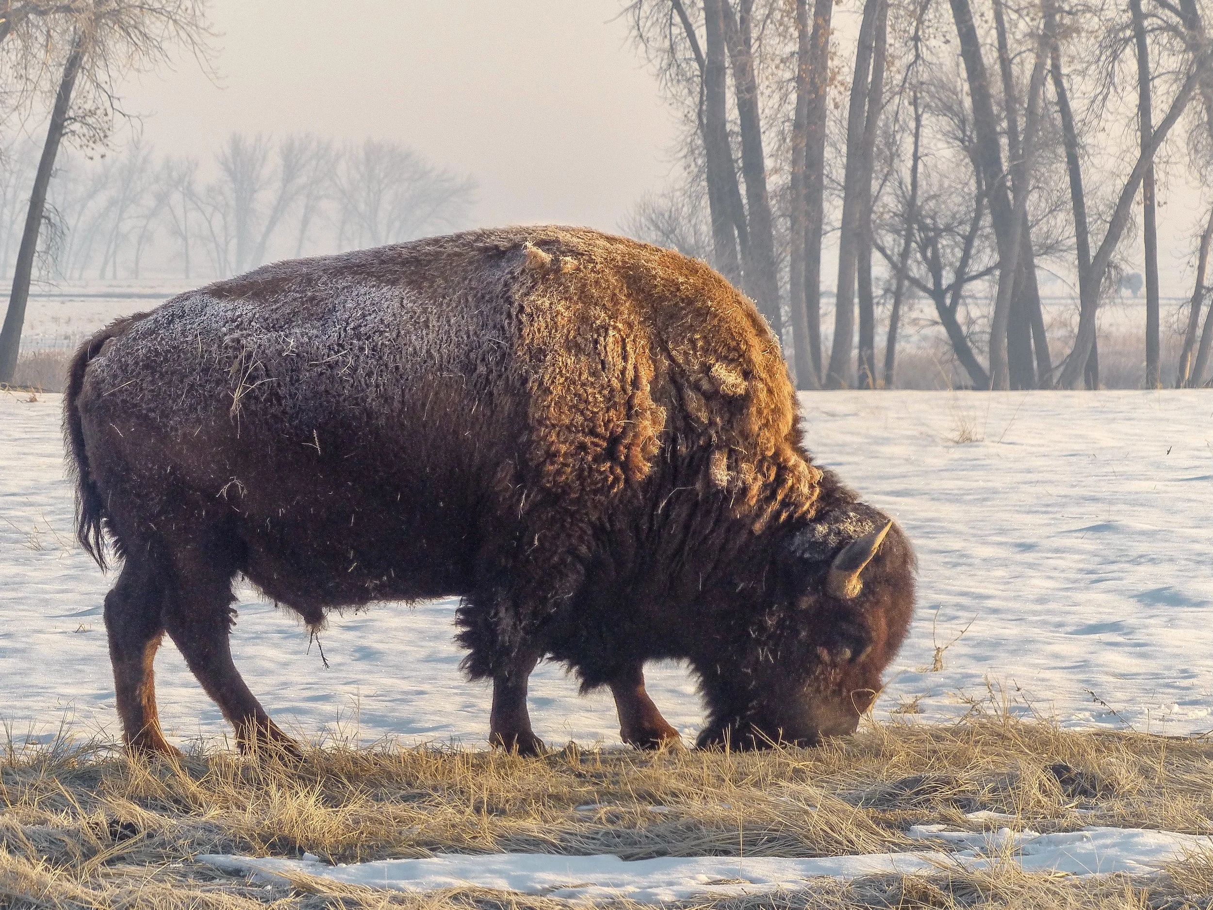 bison far.jpg