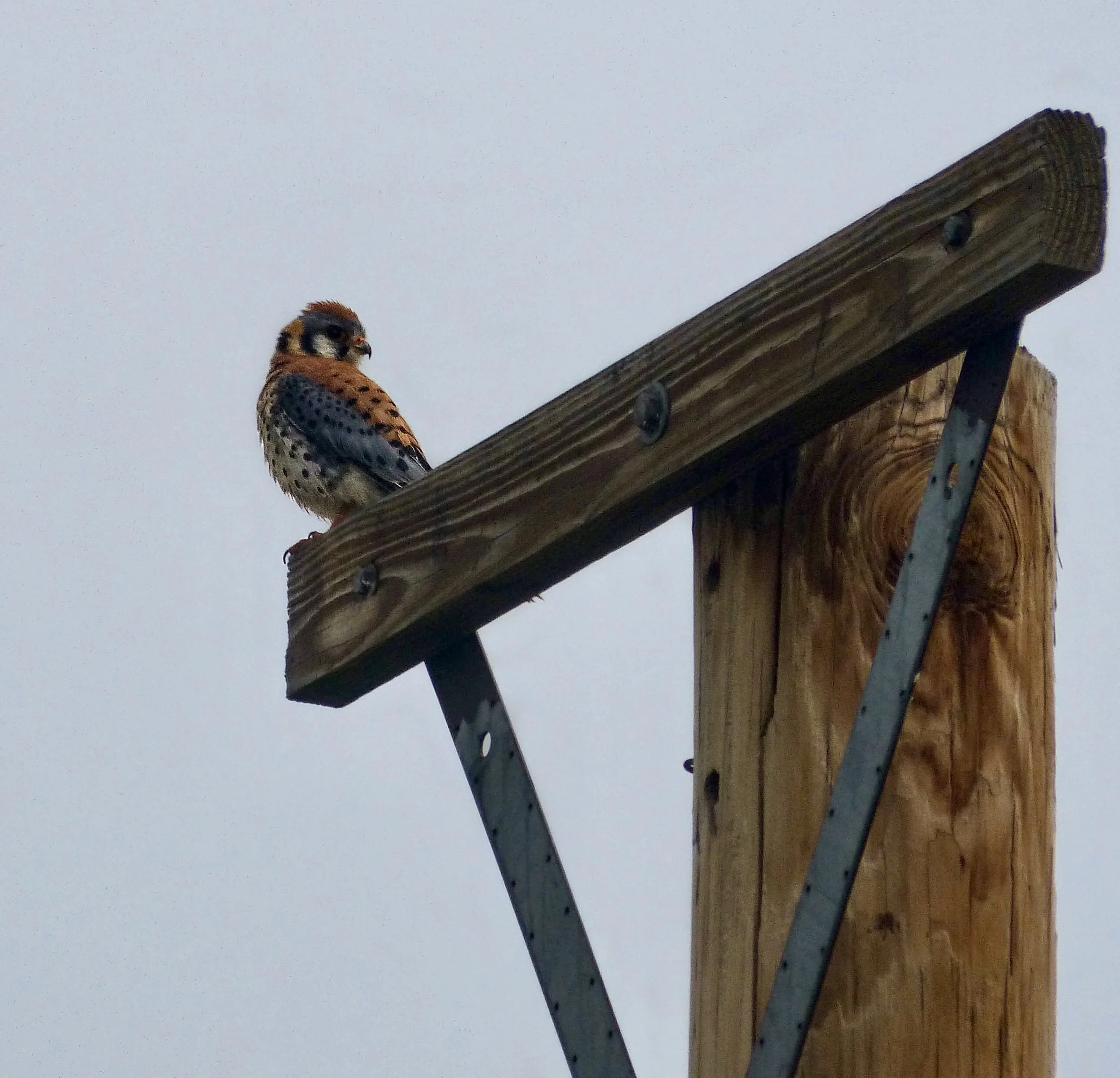 falcon?.jpg