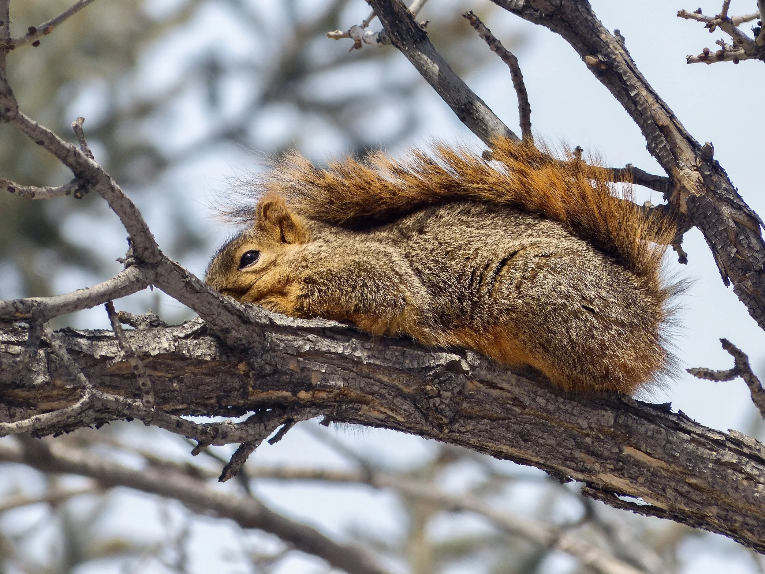 squirrel.jpg