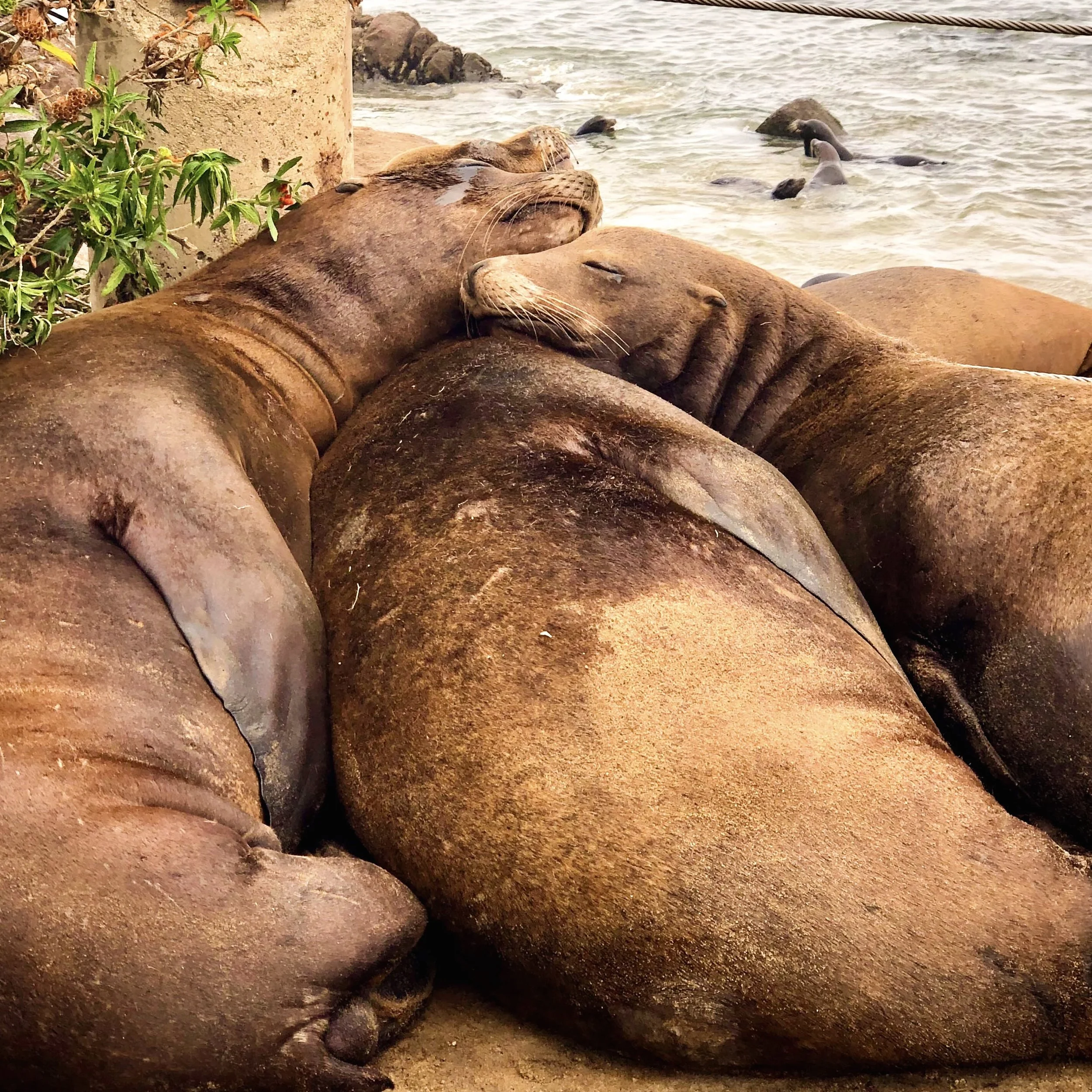 monterey.jpg