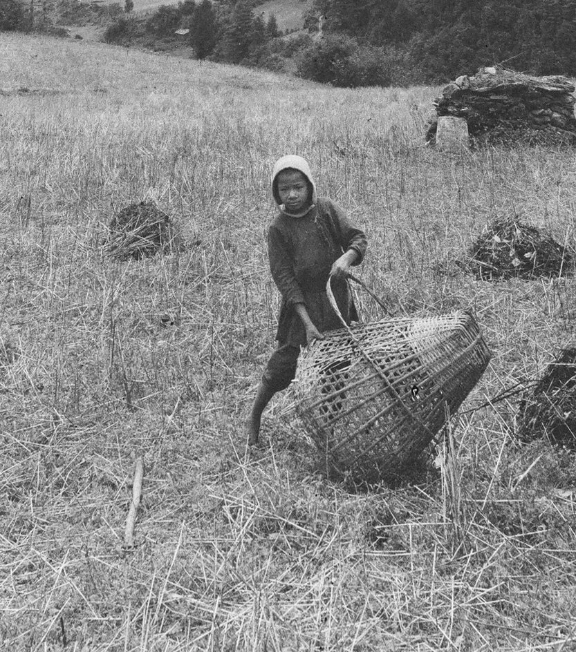 preparing to plant potatoes