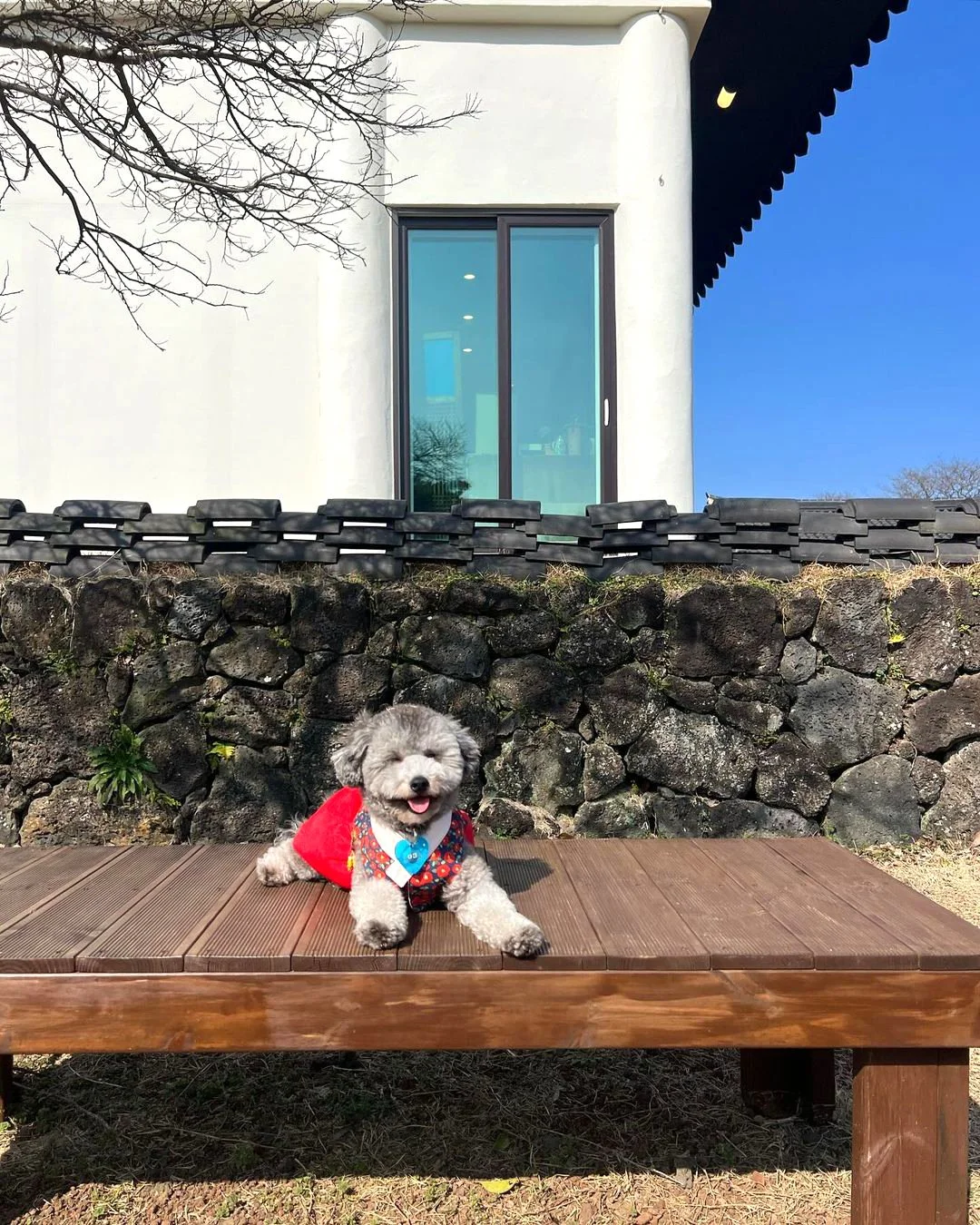 A small smiling dog wearing a red coat and a colorful bandana sitting on a wooden bench outside in front of a stone wall and a white modern house with large sliding glass doors.
