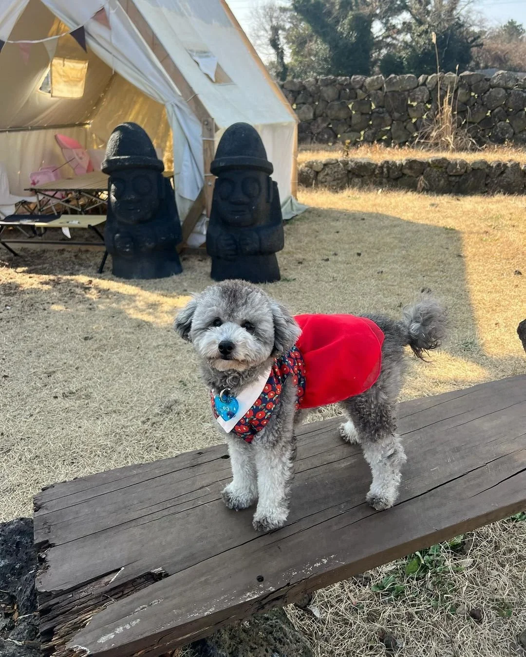 Small gray and white dog wearing a red coat and colorful bandana, standing on a wooden plank outdoors, with tents and tiki statues in the background.