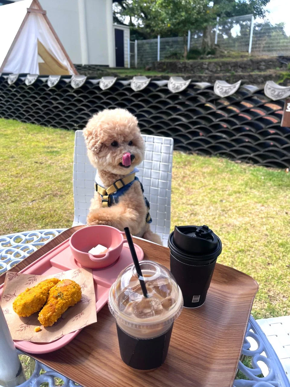 A small, curly-haired dog sitting at an outdoor table with a pink tray of food, iced coffee, and a black takeaway cup. The dog has its tongue out and appears to be licking its nose. There is a grassy yard and a tent in the background.