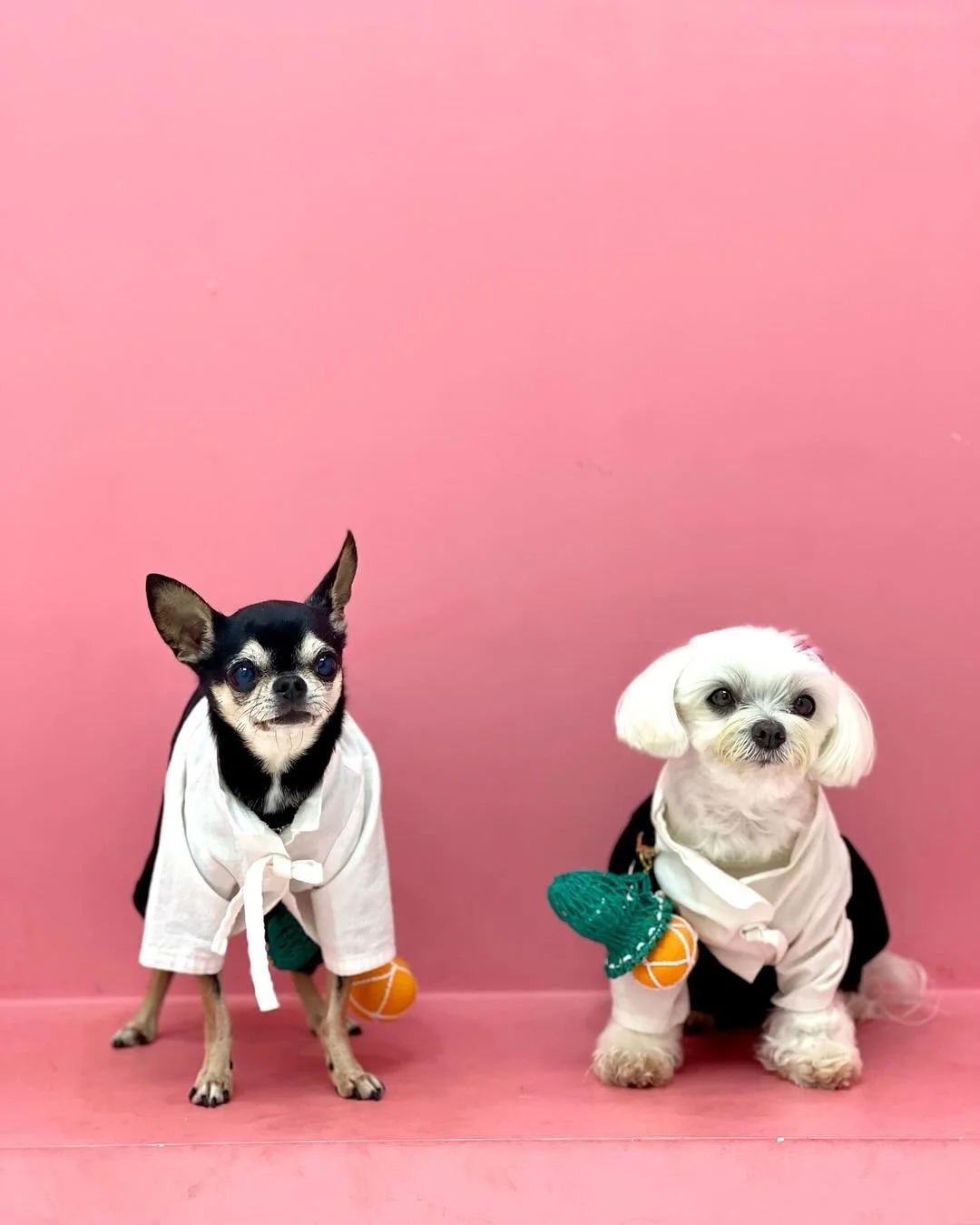 Two small dogs dressed in matching white jackets with orange tennis balls attached, sitting against a pink background.
