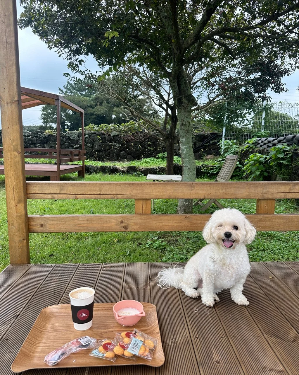 야외사진(강아지) (53).jpg