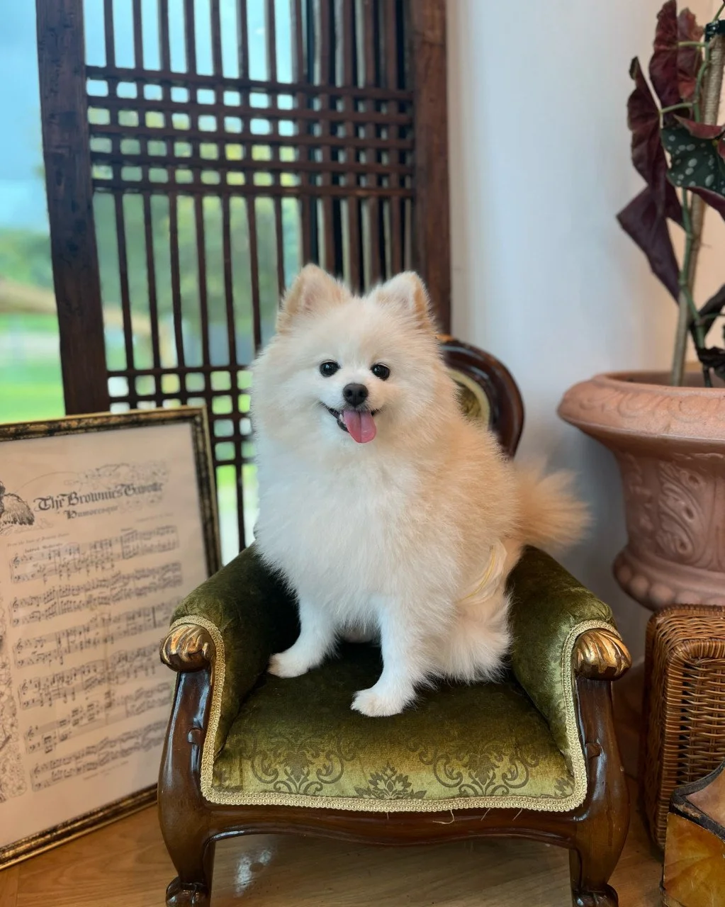 A fluffy, cream-colored Pomeranian dog with a happy expression sitting on a vintage ornate green velvet armchair.