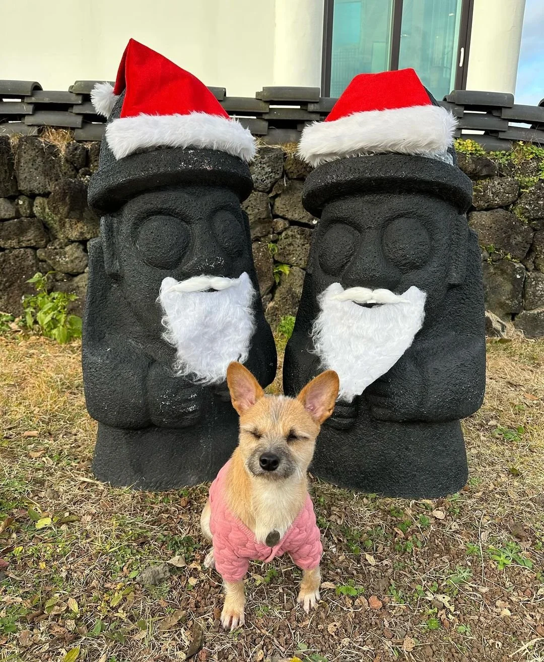 A small dog wearing a pink jacket standing in front of two stone tiki statues dressed as Santa Claus, each with Santa hats and faux white beards, outdoors with grass and a stone wall in the background.