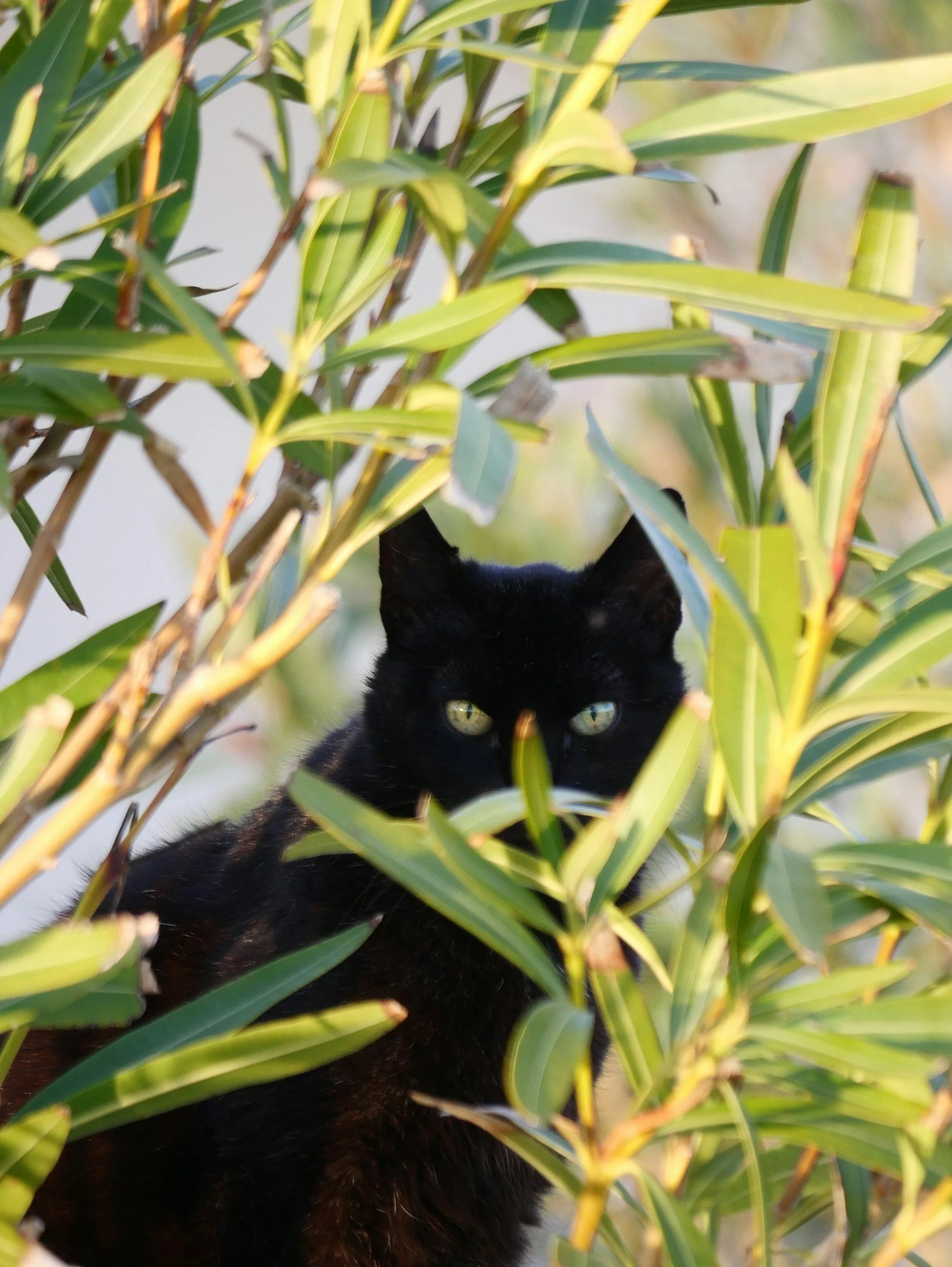 Little Ninja No More