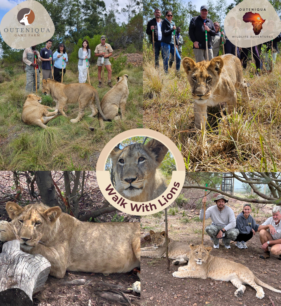 Walk With Lions 15 Feb (1) 2.PNG