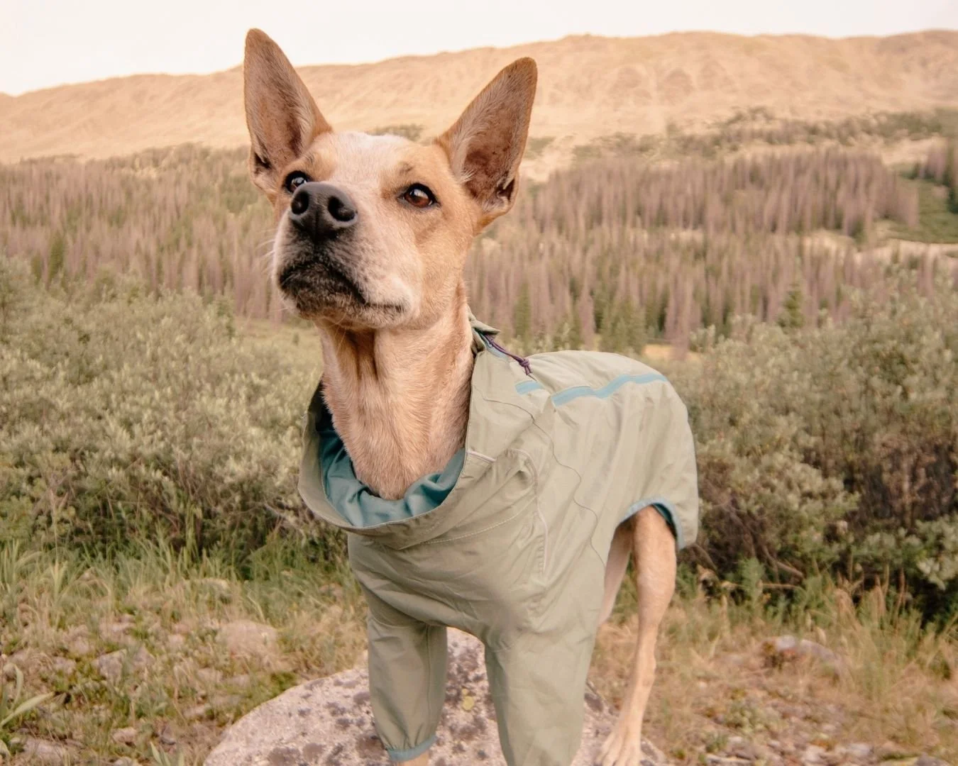 Untitled design (80).jpg