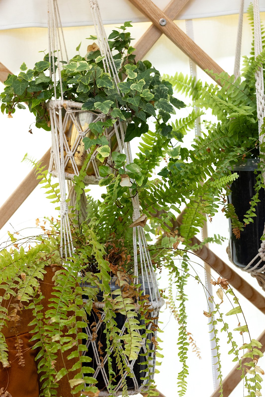 Indoor garden with hanging planters filled with various green ferns and ivy plants on a wooden rack.