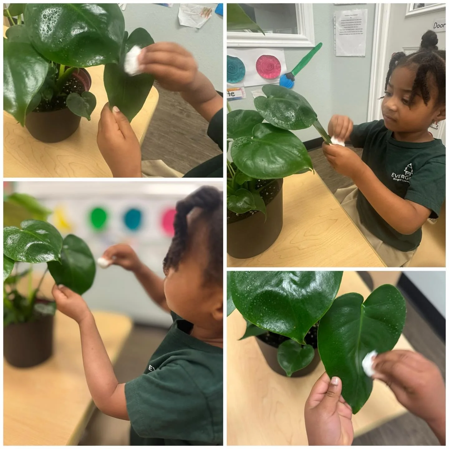 In our Practical Life area, we have a special class plant that our children help care for. Taking turns caring for our plant helps children develop responsibility, patience, and respect for living things.

🌱 How do we take care of our plant?
&bull; 