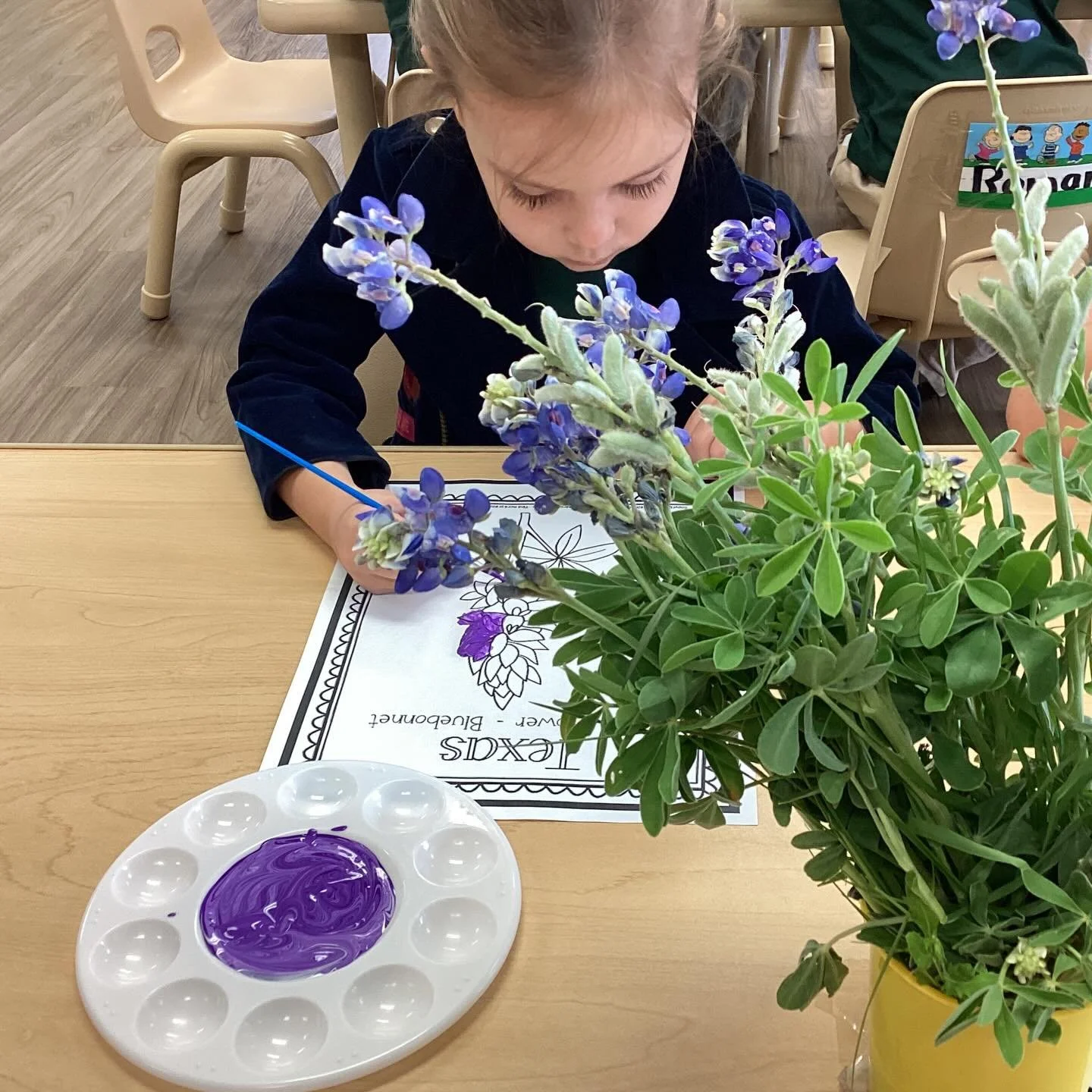 Today we explored the beauty of Bluebonnets, the state flower of Texas! 💙 

Bluebonnets are wildflowers that bloom every spring across Texas, creating beautiful fields of blue that represent the pride, history, and natural beauty of our state. 

Thr