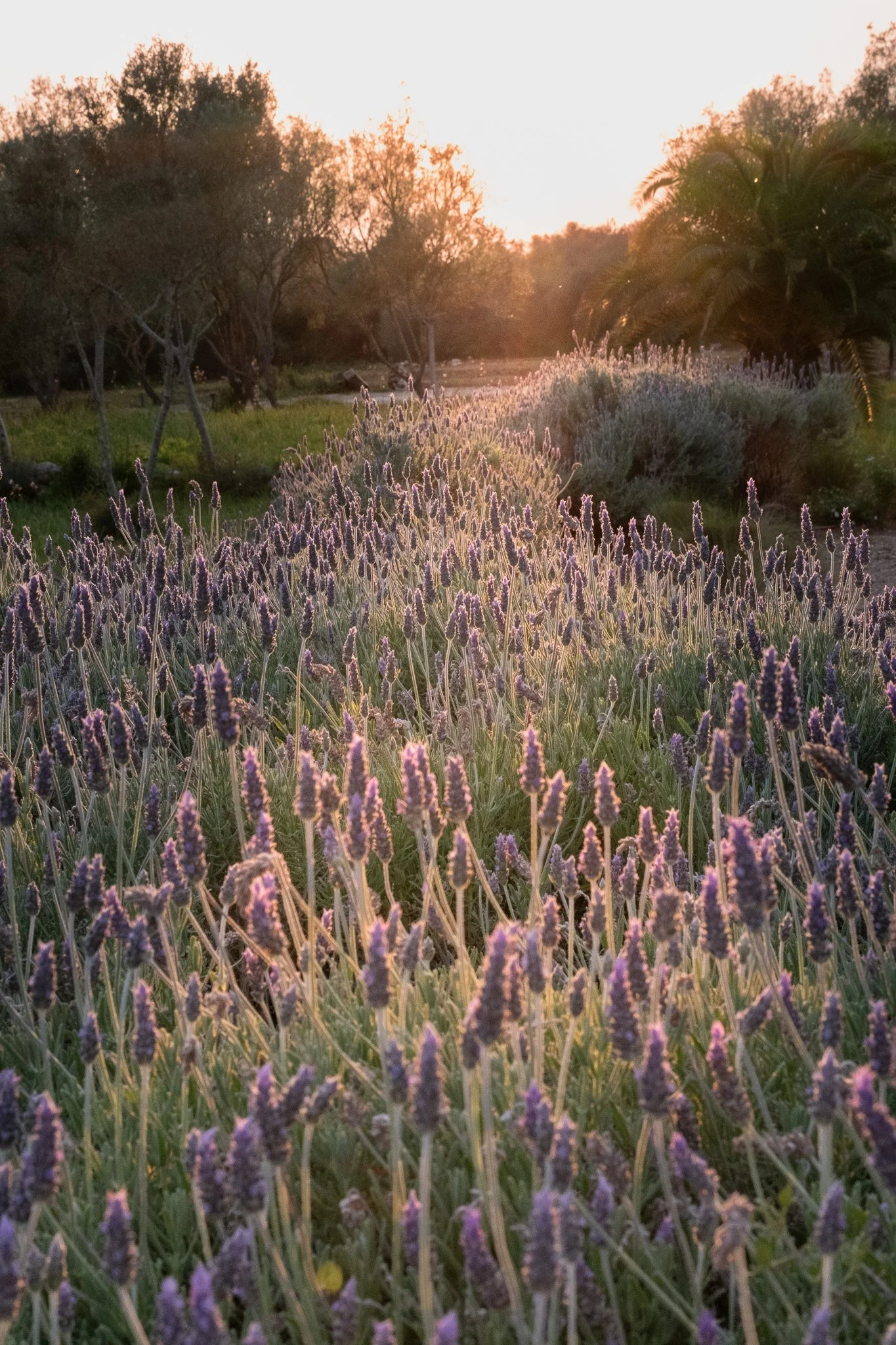 Luxury Hotel Mallorca_Son Xotano_Garden Sunset_Maximilien Forget Studio.jpg.jpg