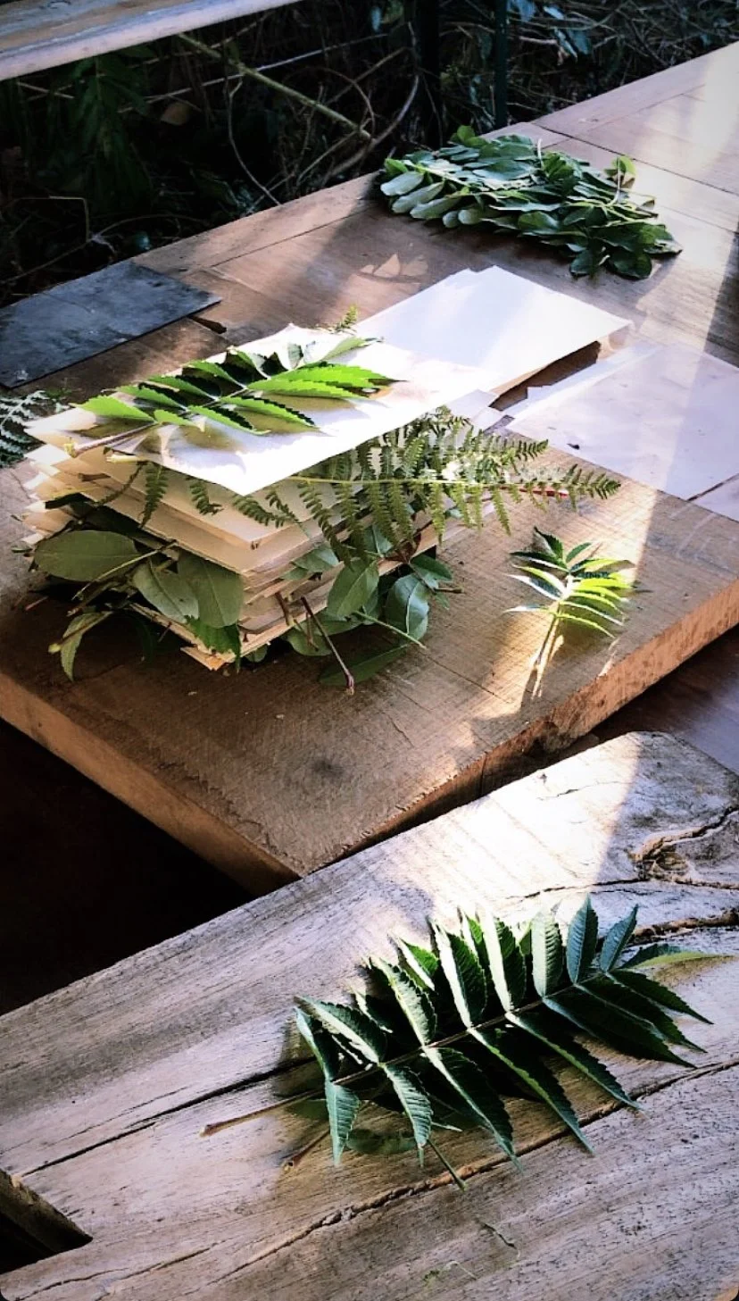 .impressions végétales.