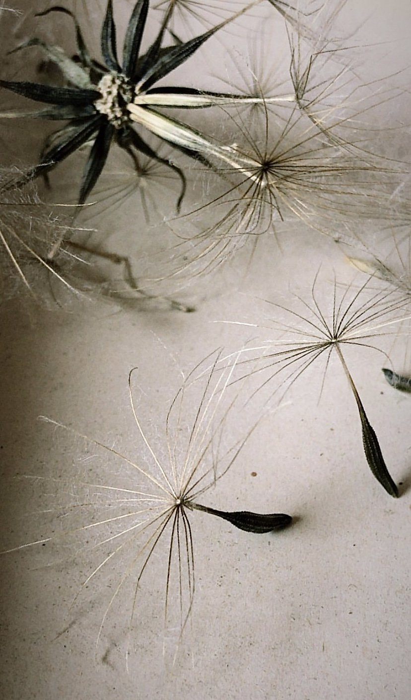 certaines graines ont des ailes