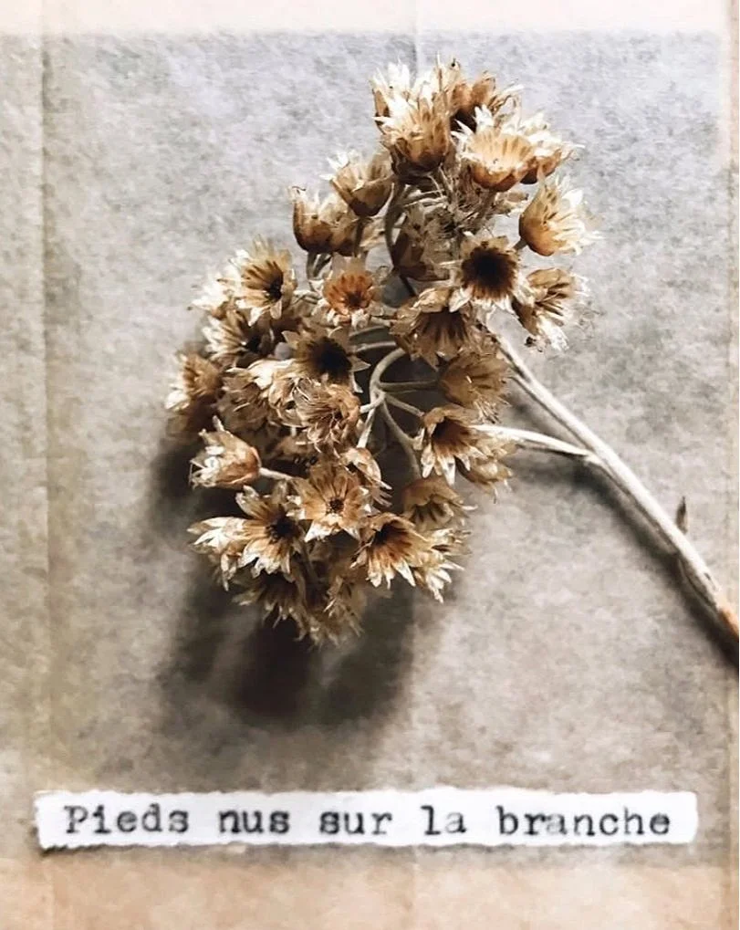 hélichryse