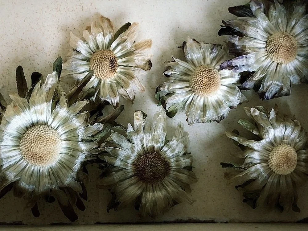 gerbera