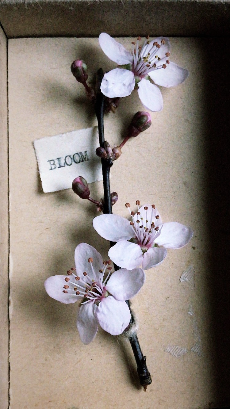 à présent

sur passé décomposé

renaît le printemps